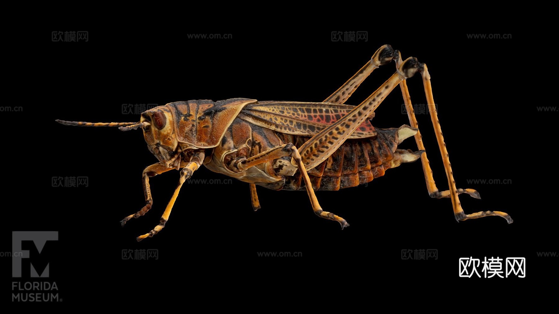 东方笨蝗3d模型下载（渲染图1）