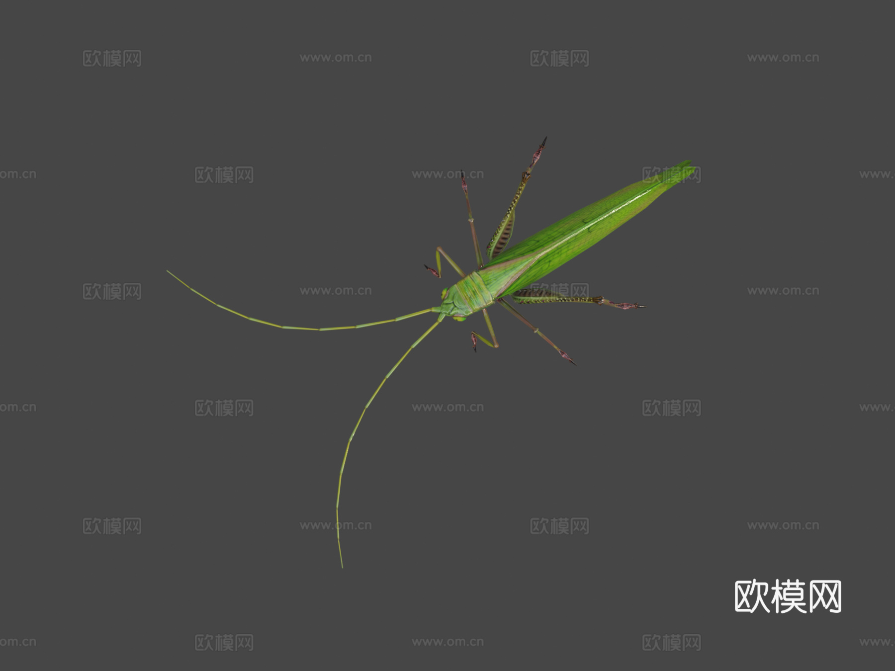 蚱蜢动物低模3d模型下载（渲染图8）