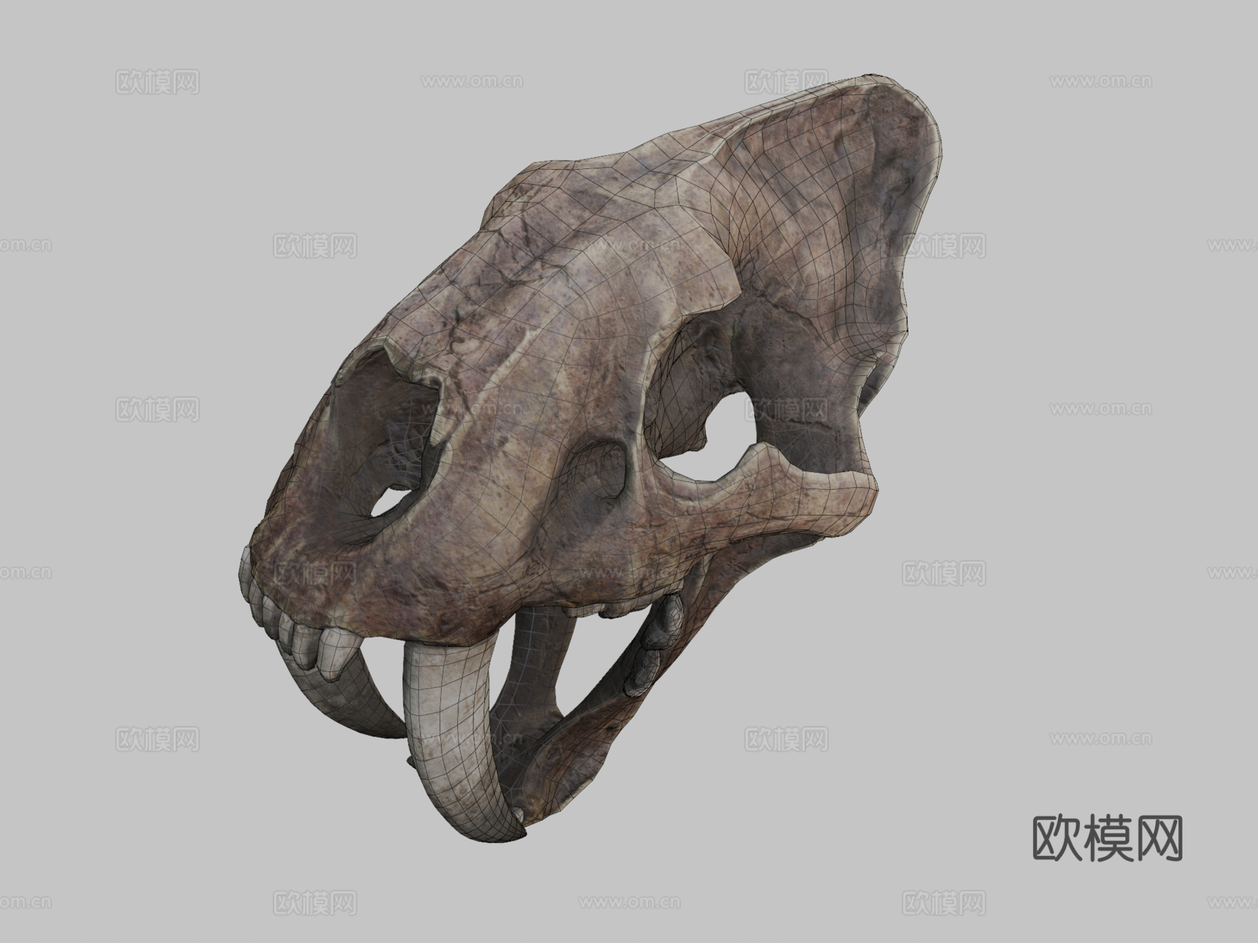 剑齿虎3d模型下载（渲染图2）