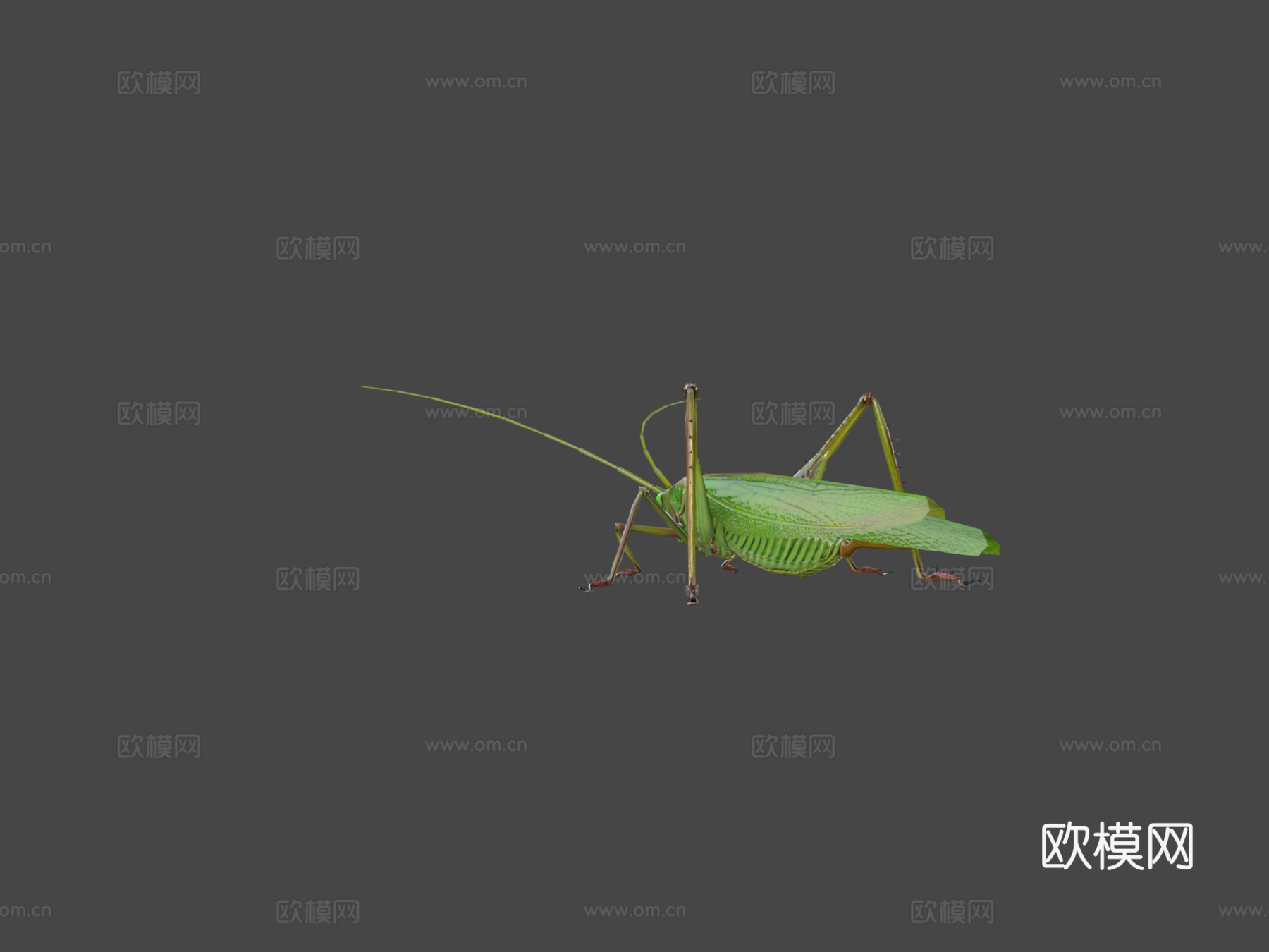 蚱蜢动物低模3d模型下载（渲染图6）