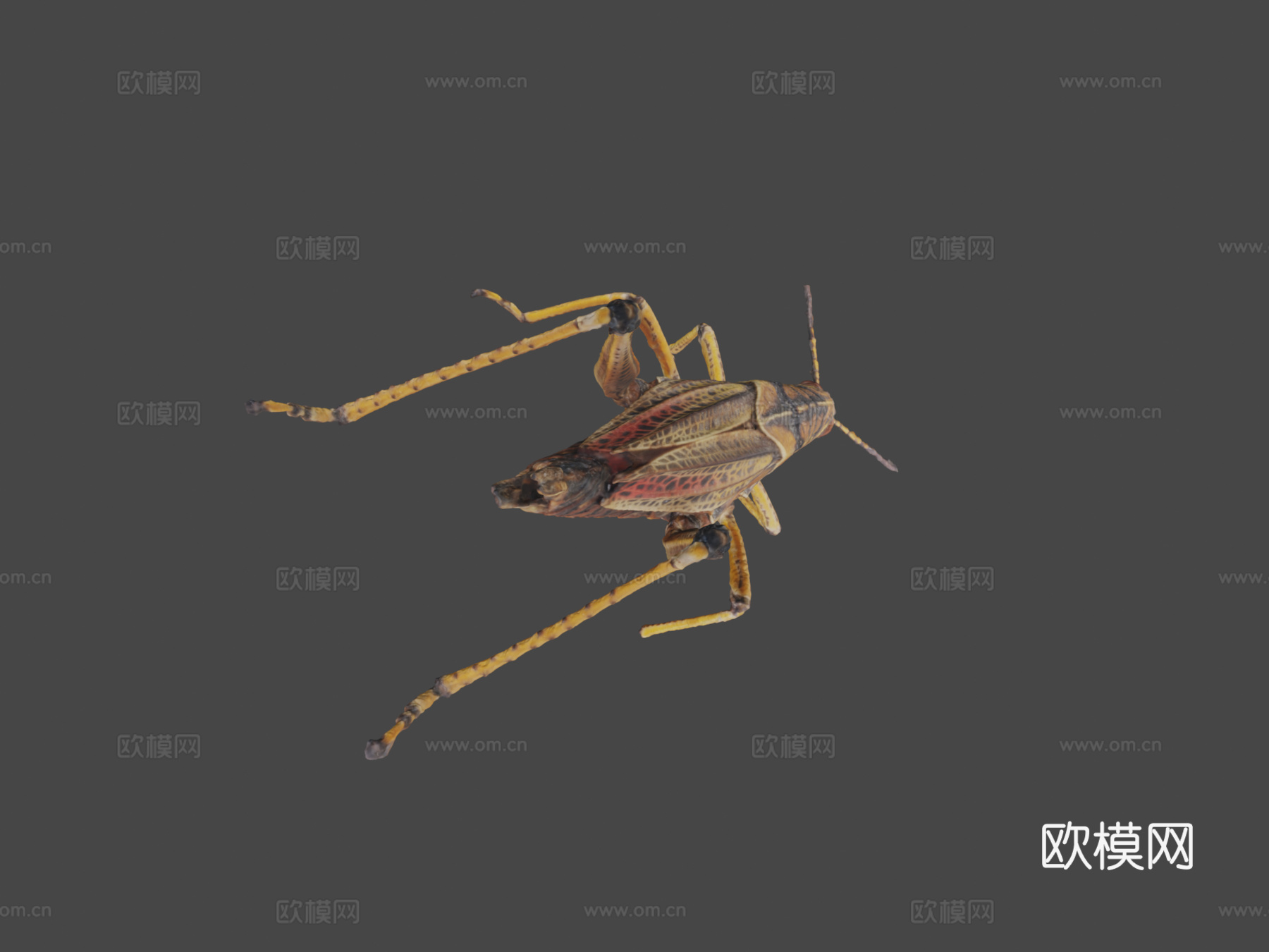 东方笨蝗3d模型下载（渲染图5）