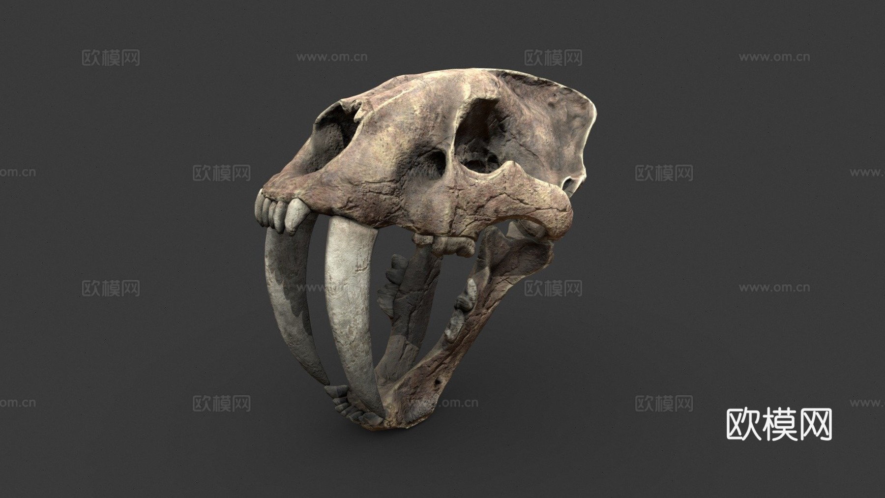 剑齿虎3d模型下载（渲染图1）