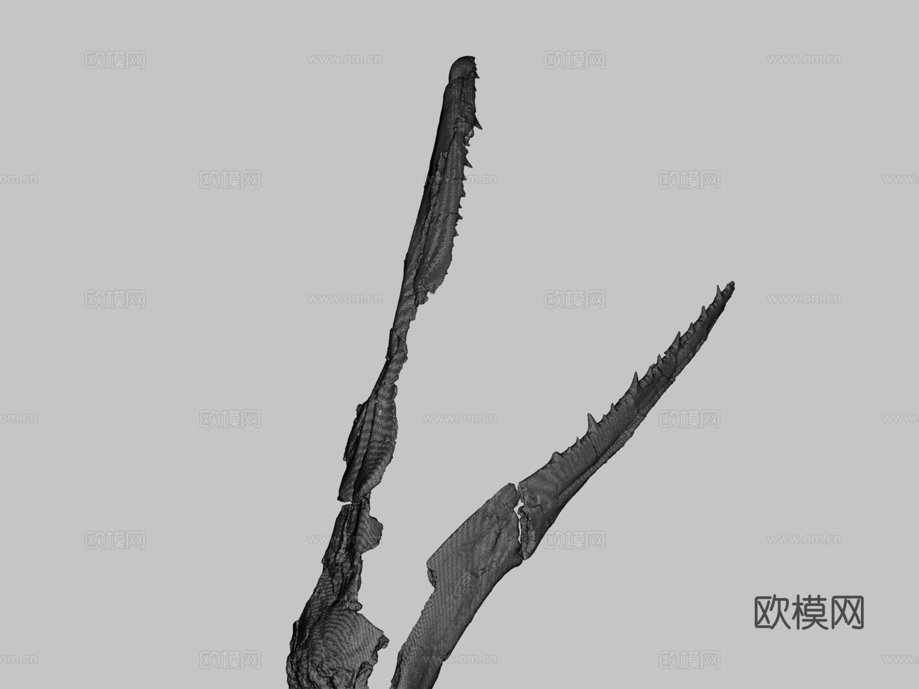 ChM PV4768桑氏伪齿鸟头骨3d模型下载（渲染图3）