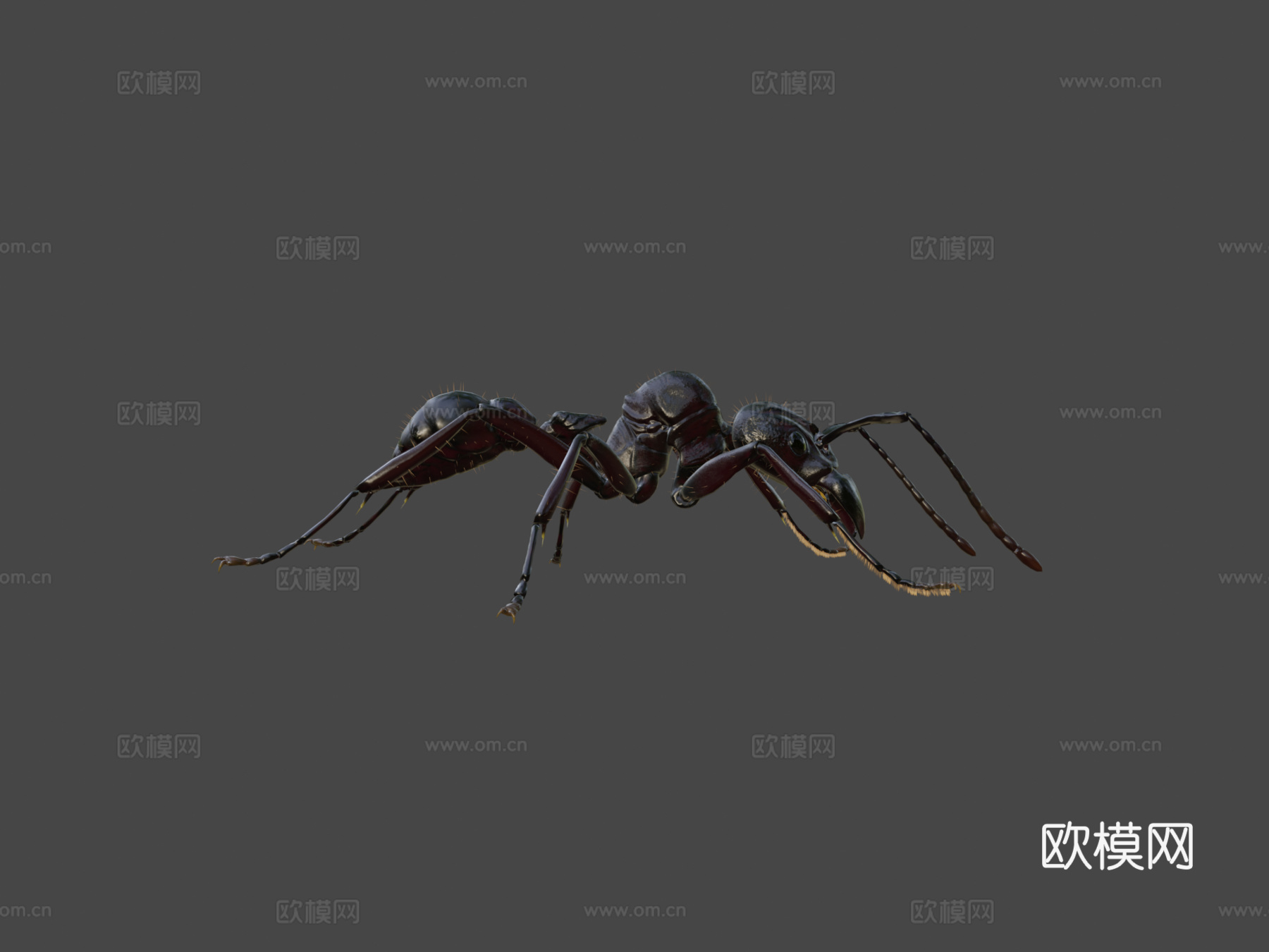 子弹蚁3d模型