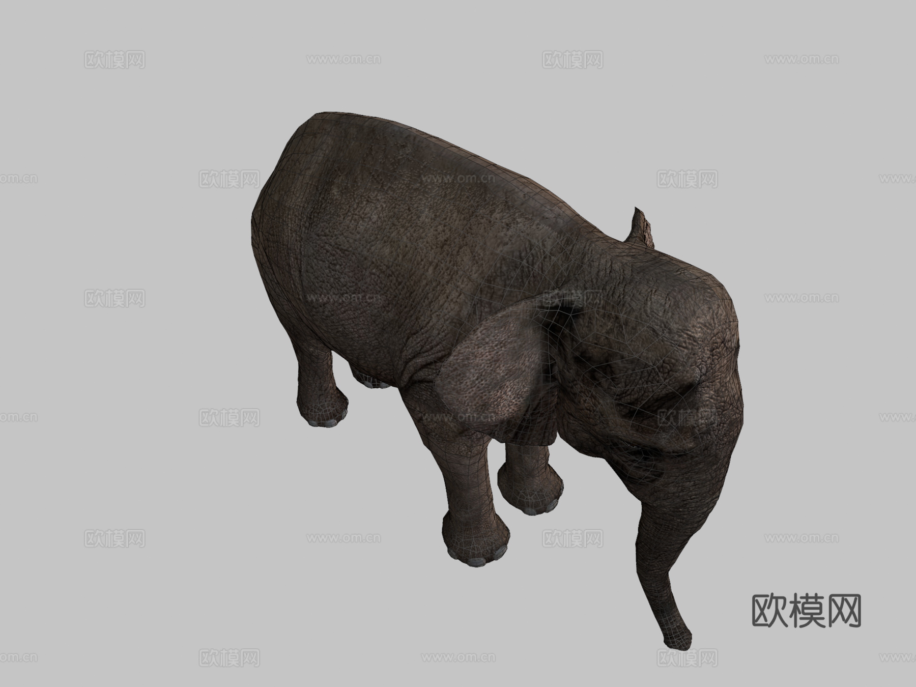亚洲象成年濒危3d模型