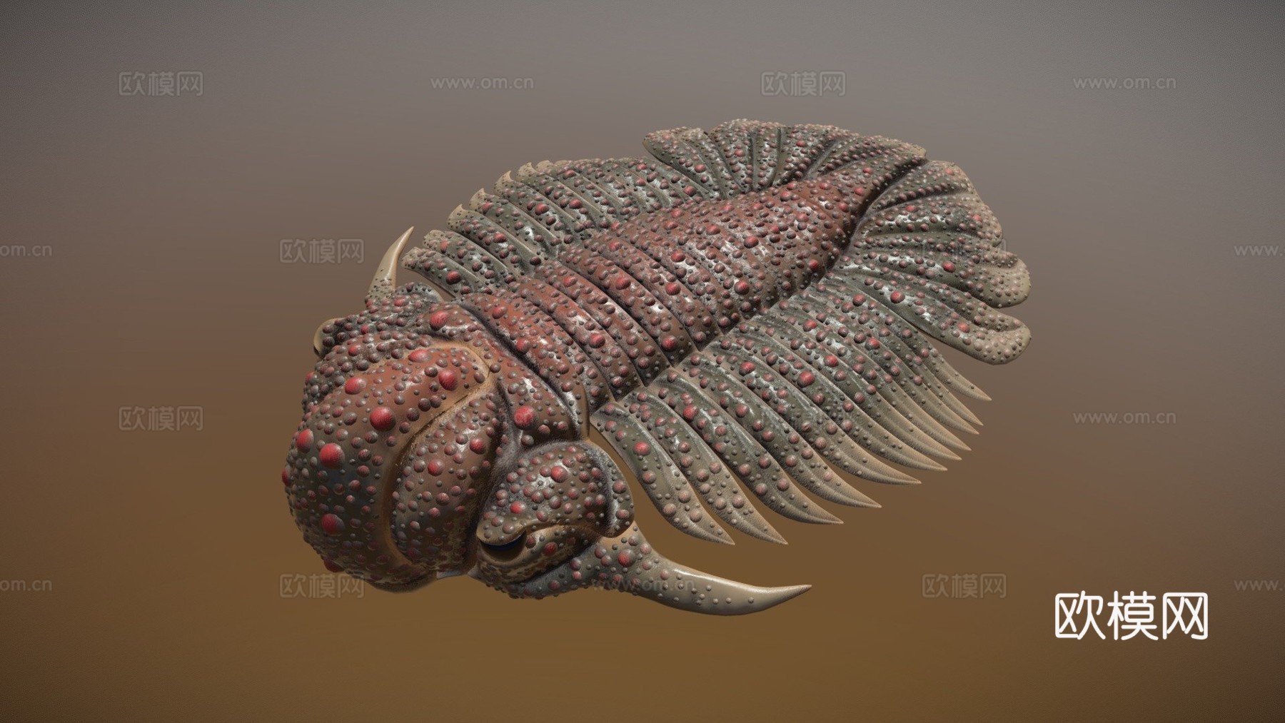 三叶虫近亲糙皮网冠虫3d模型下载（渲染图1）