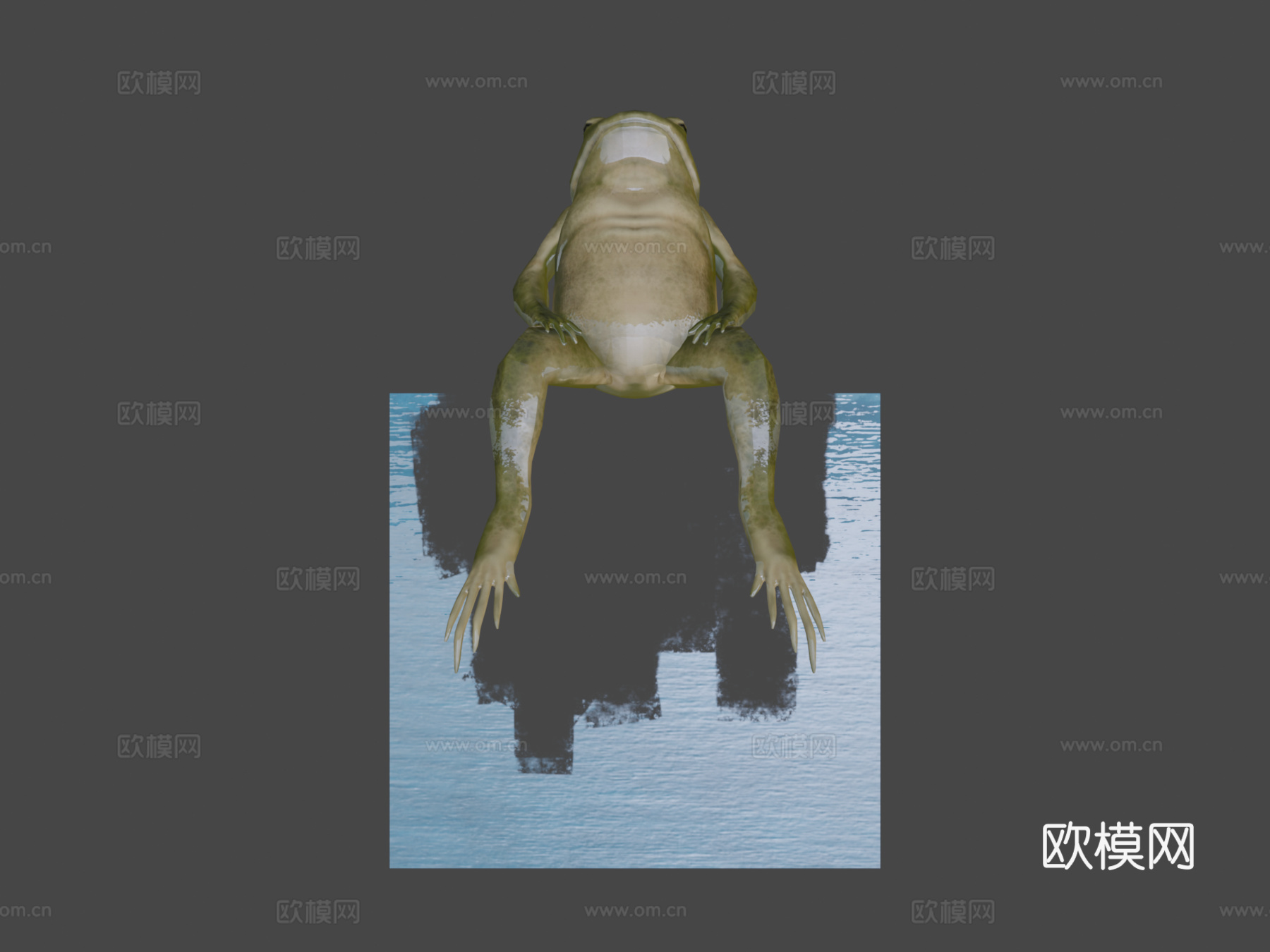 青蛙低多边形3d模型下载（渲染图5）