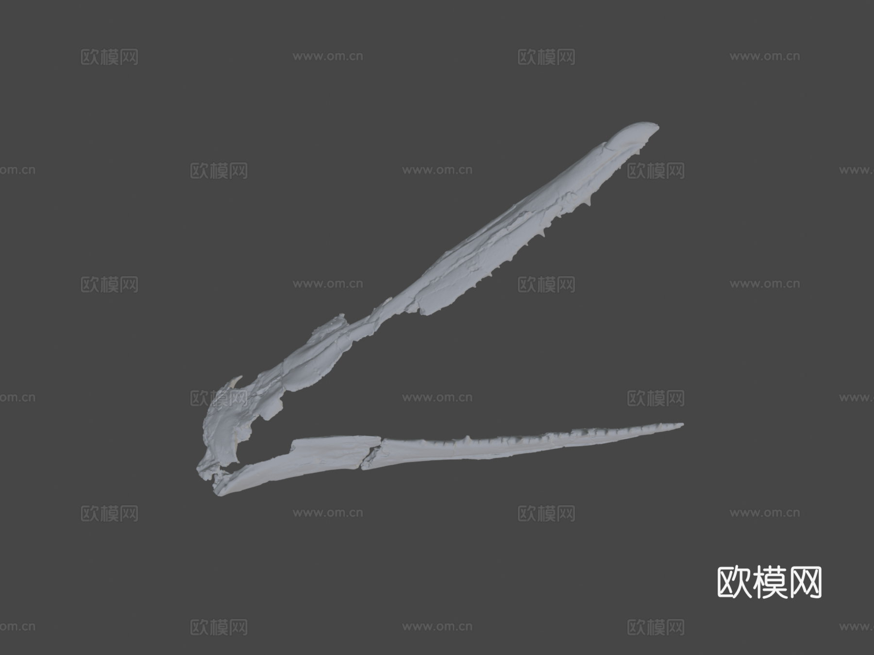 ChM PV4768桑氏伪齿鸟头骨3d模型下载（渲染图7）