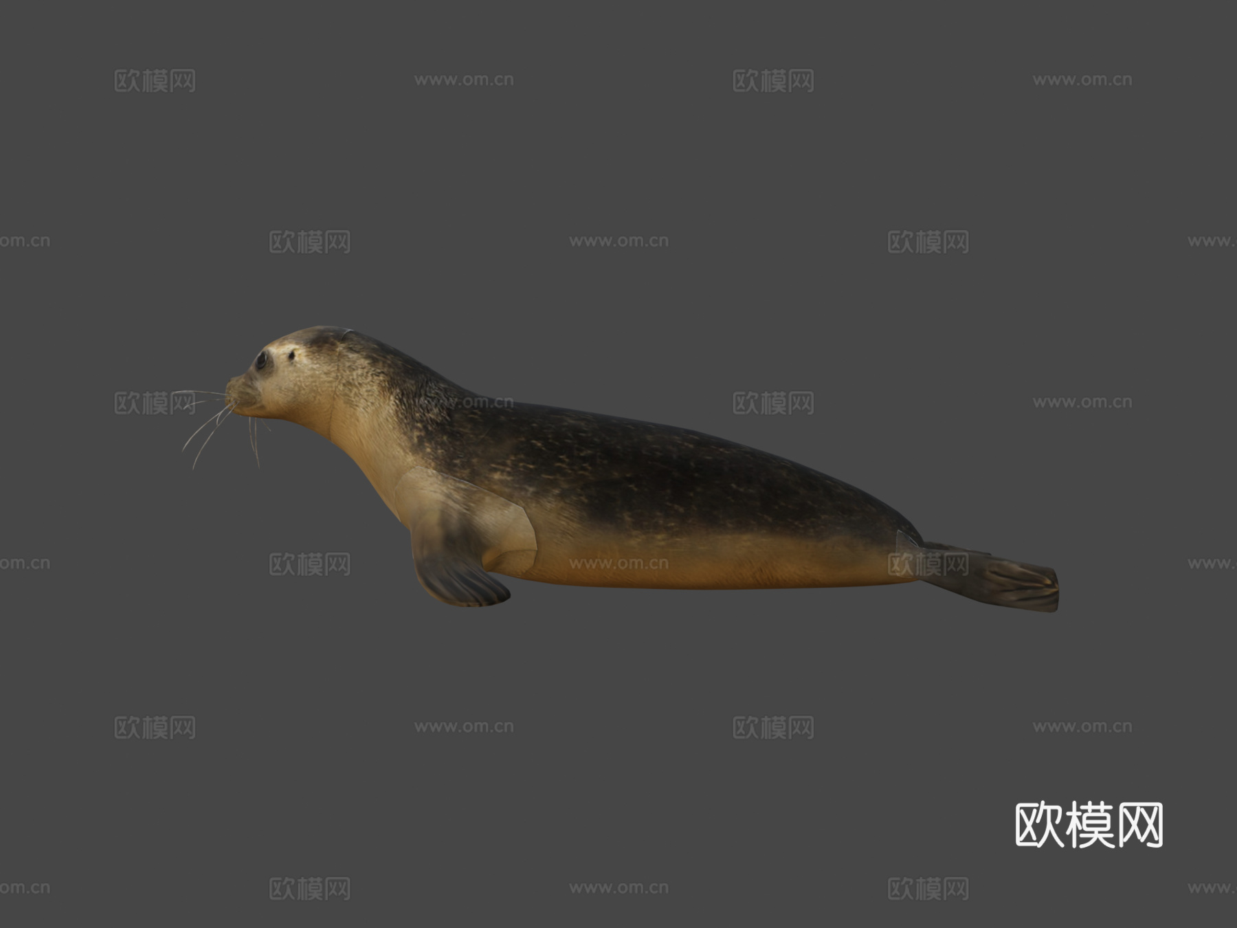 海豹3d模型下载（渲染图5）