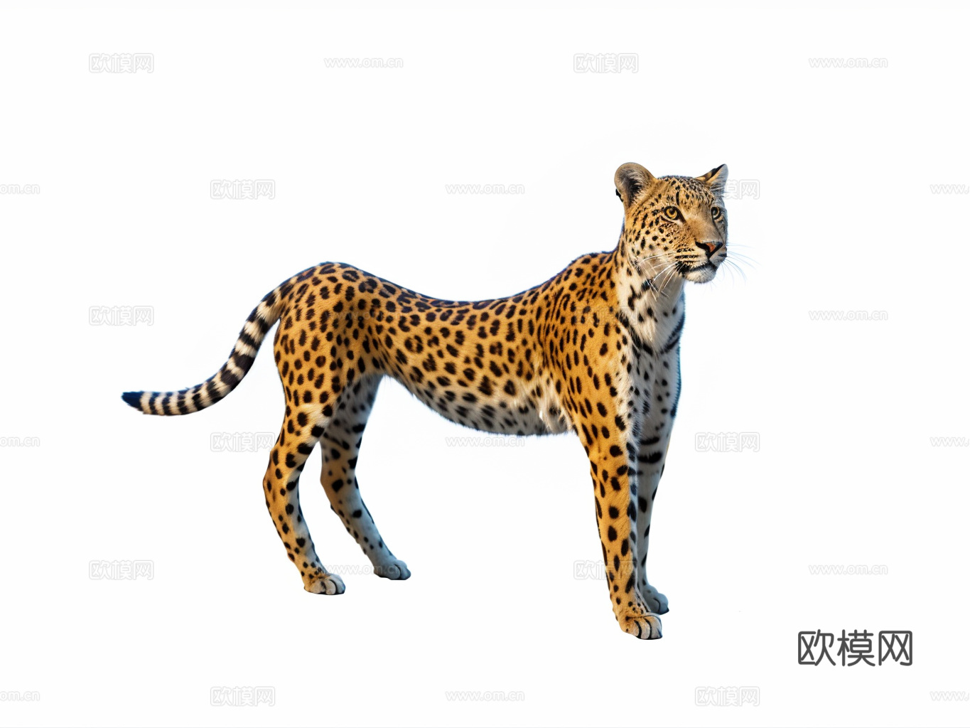 花豹su模型下载（渲染图1）