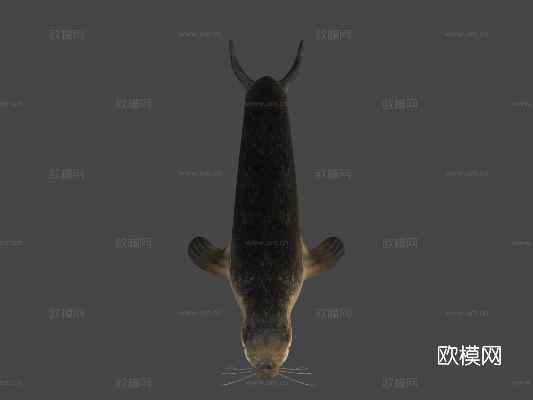 海豹3d模型下载（渲染图7）