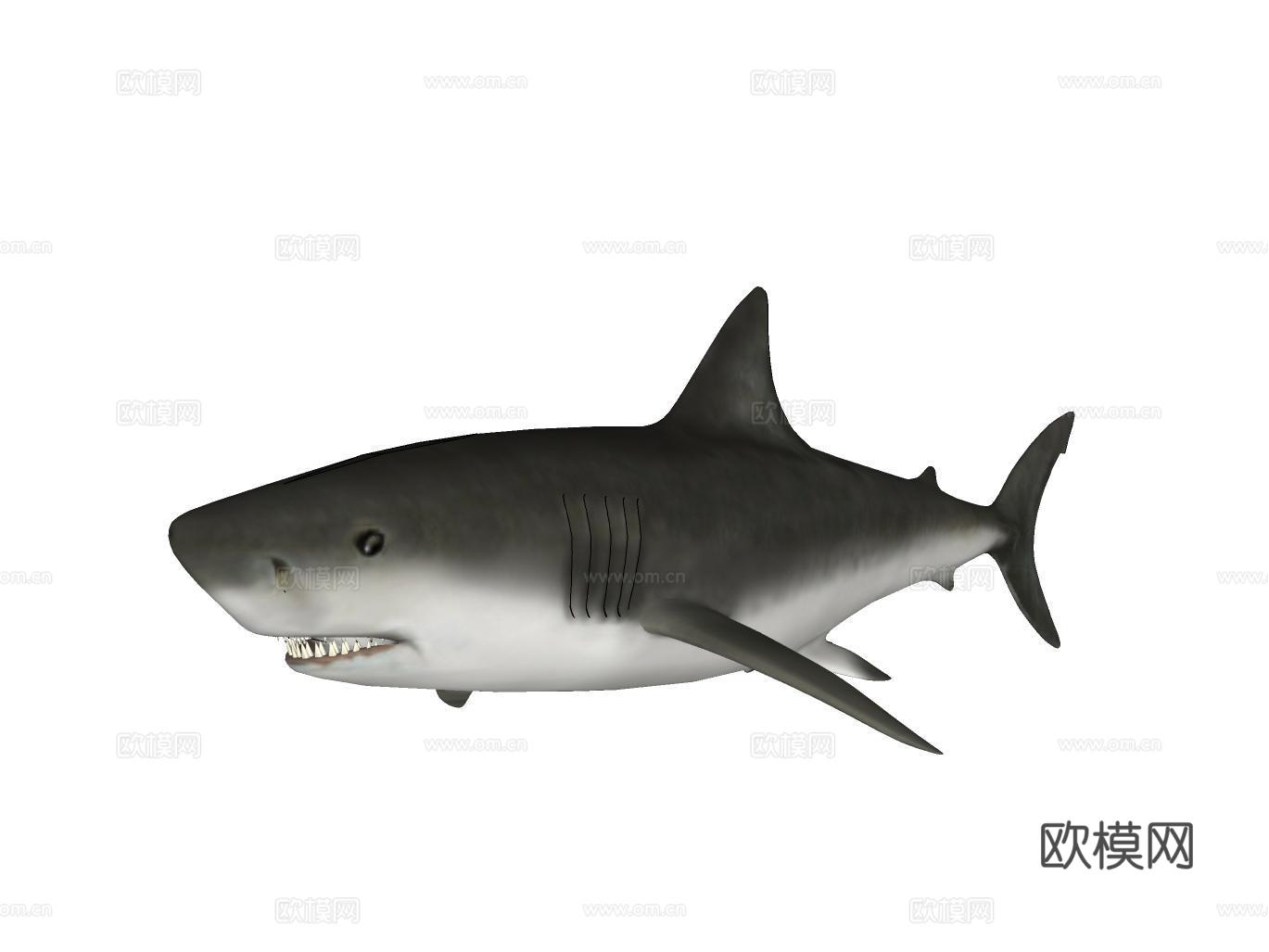 鲨鱼su模型