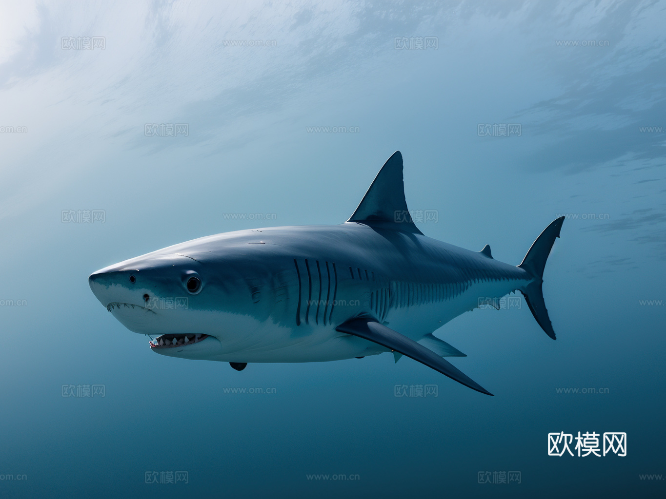 鲨鱼su模型