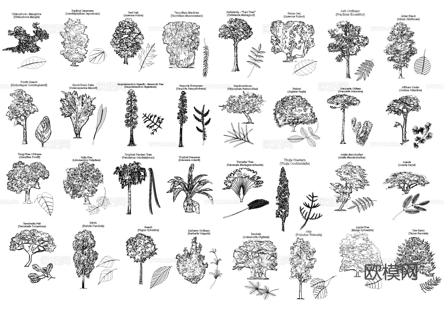 植物立面叶片CAD图块图库cad施工图