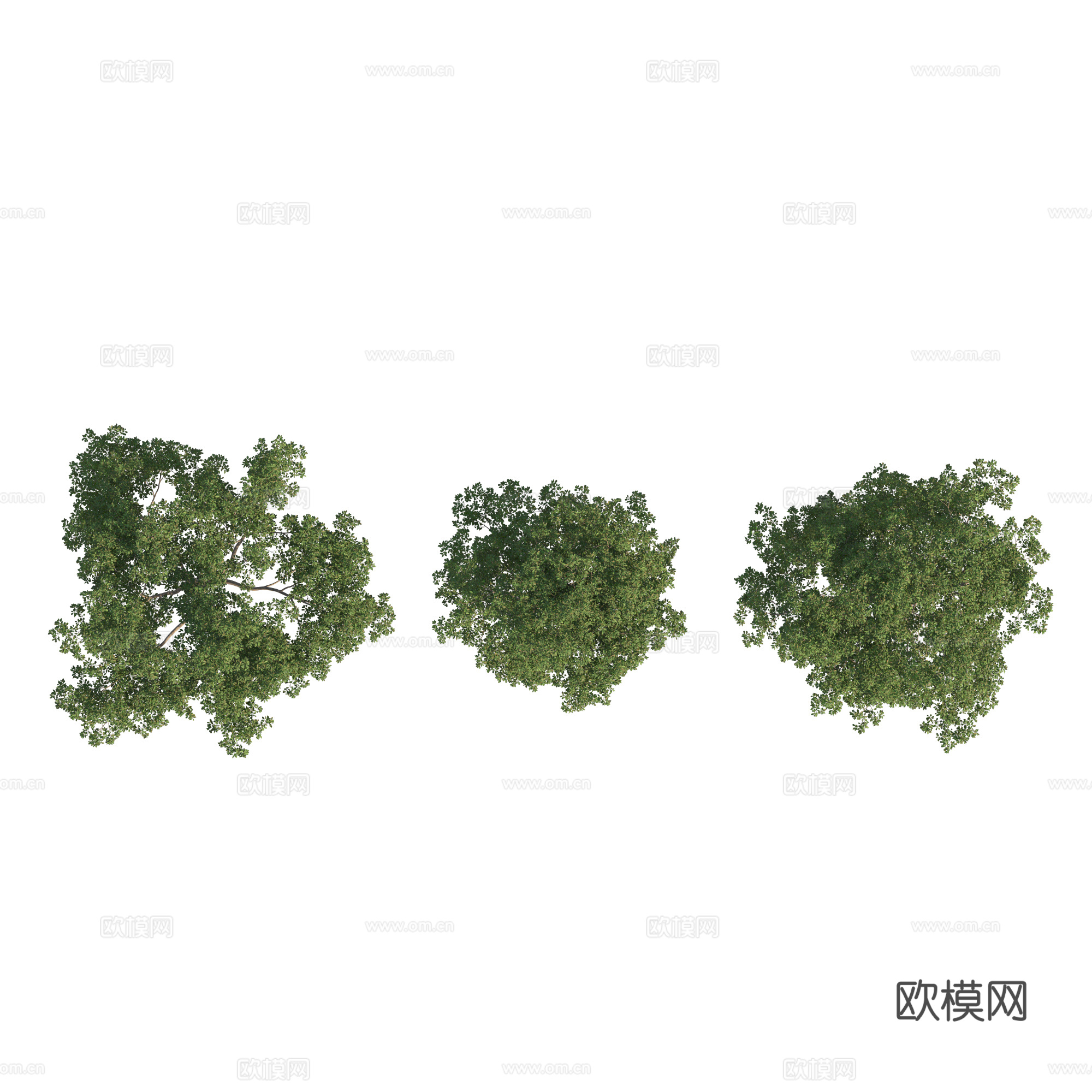 现代植物PNG免抠