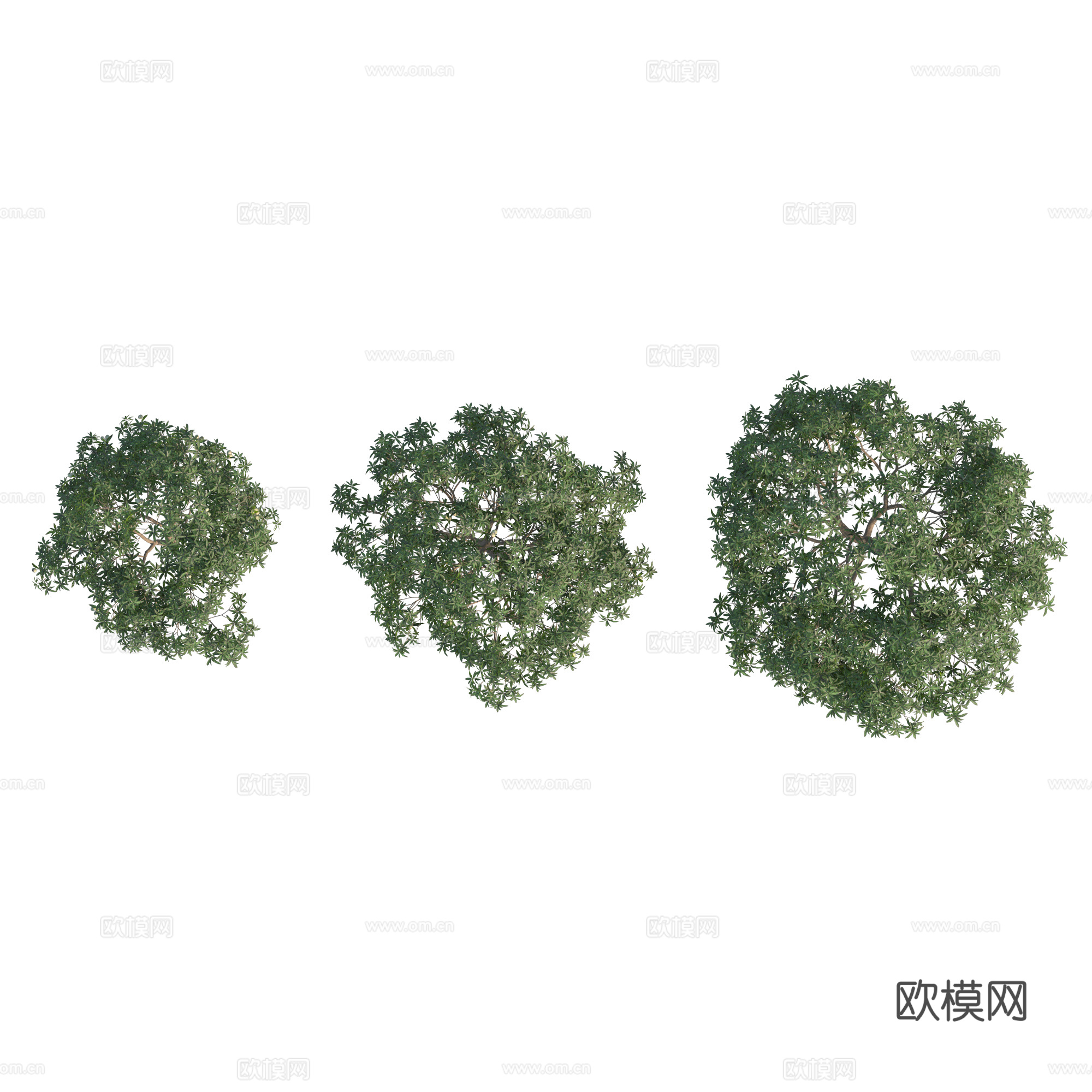 现代植物PNG免抠