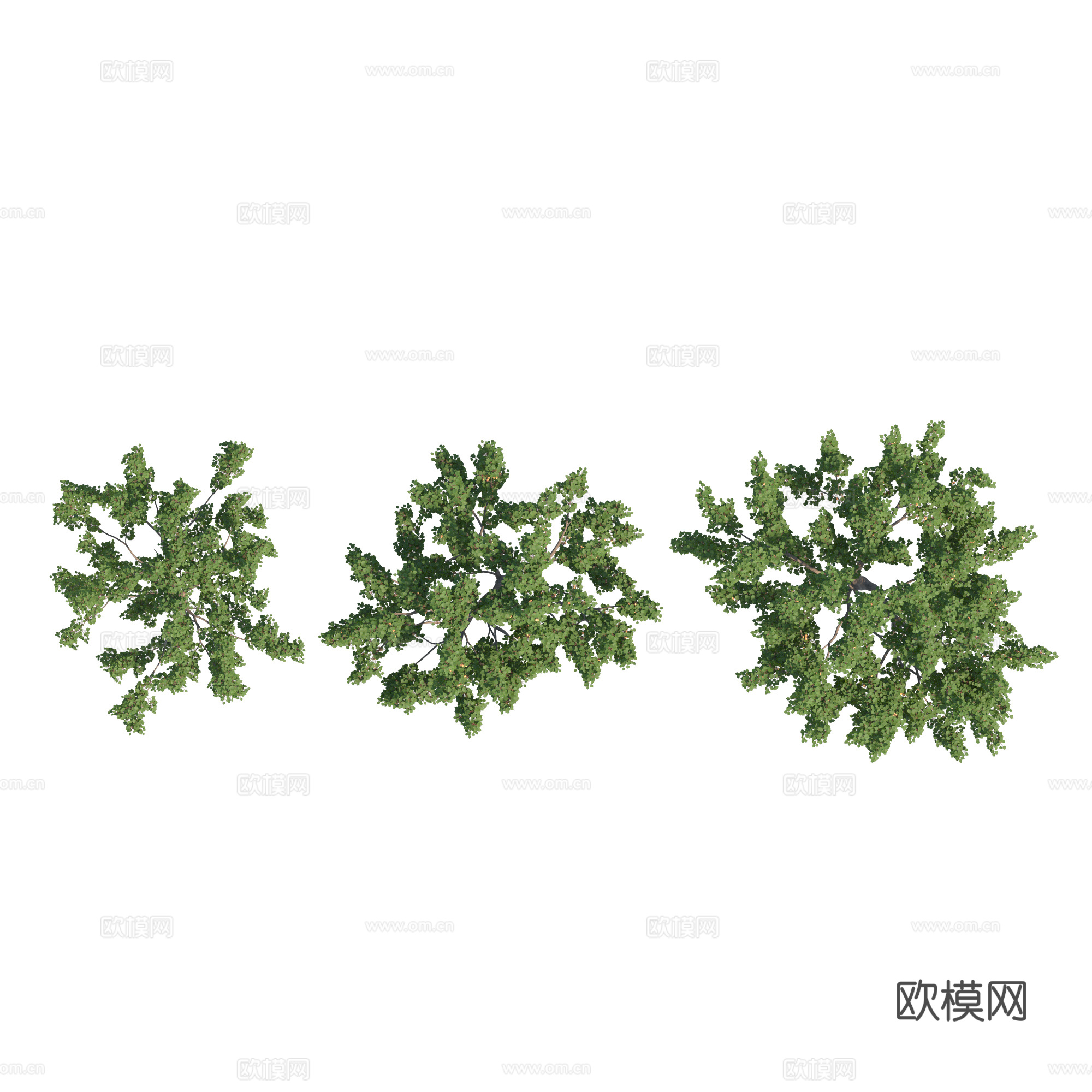 现代植物PNG免抠下载