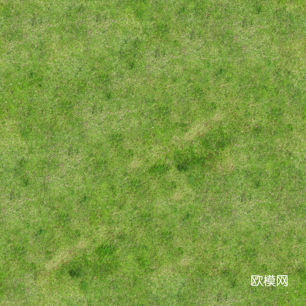 水彩风草地绿地草坡肌理纹理31