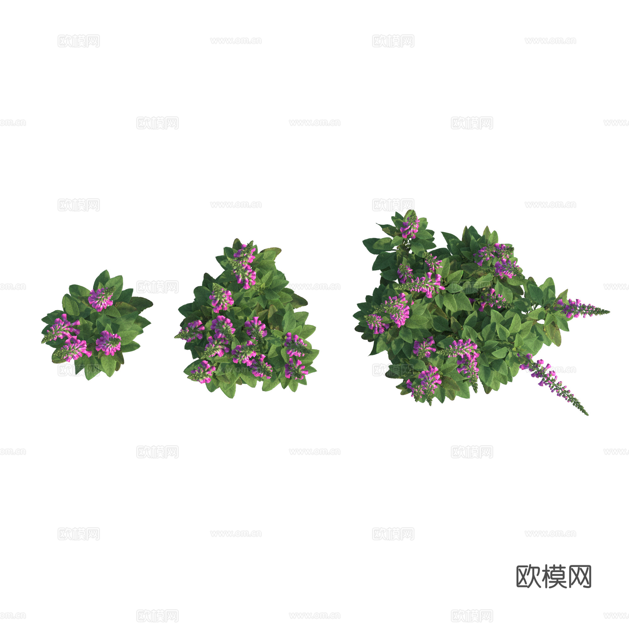 现代植物PNG免抠