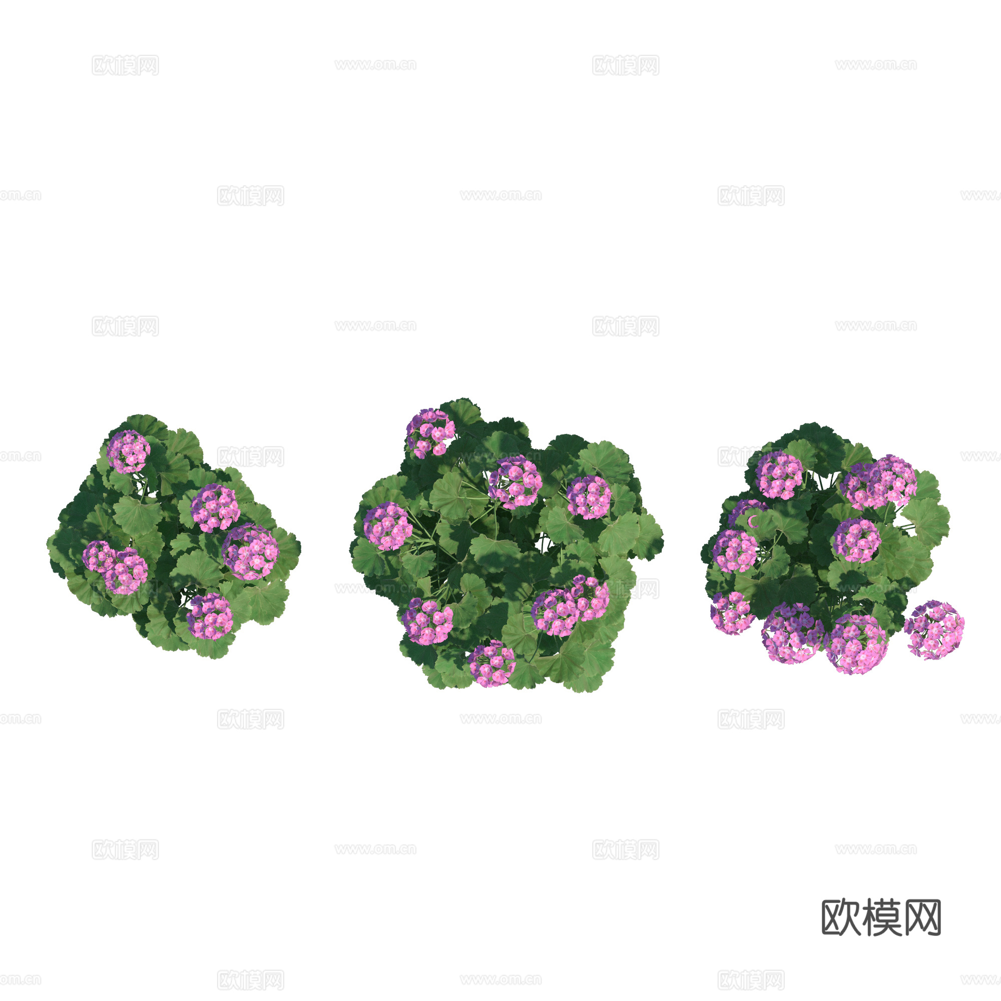 现代植物PNG免抠