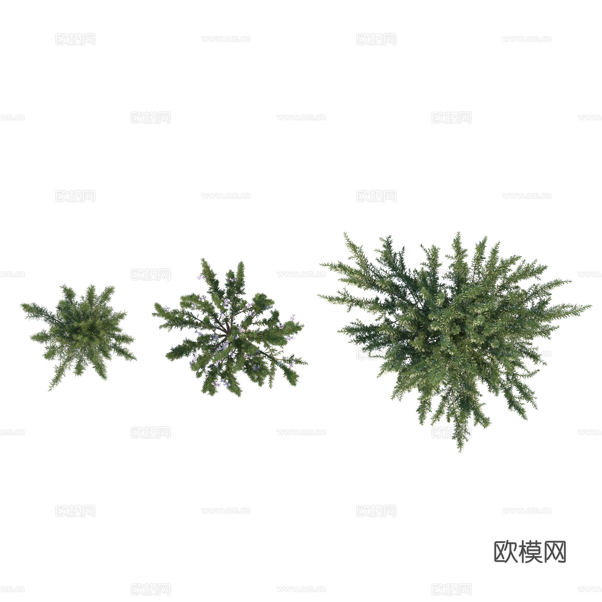 现代植物PNG免抠