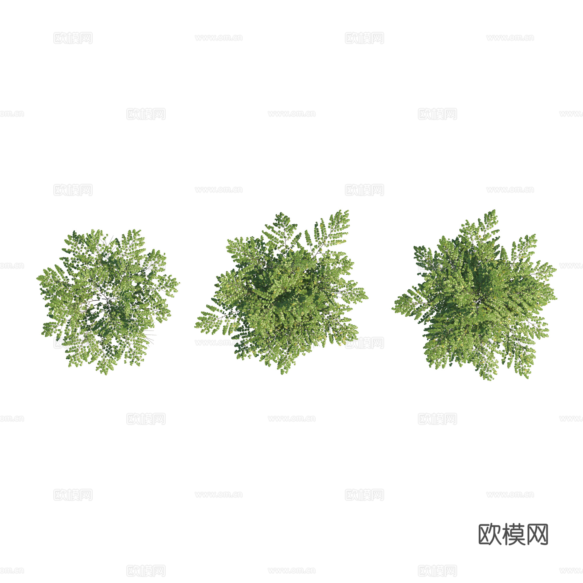 现代植物PNG免抠
