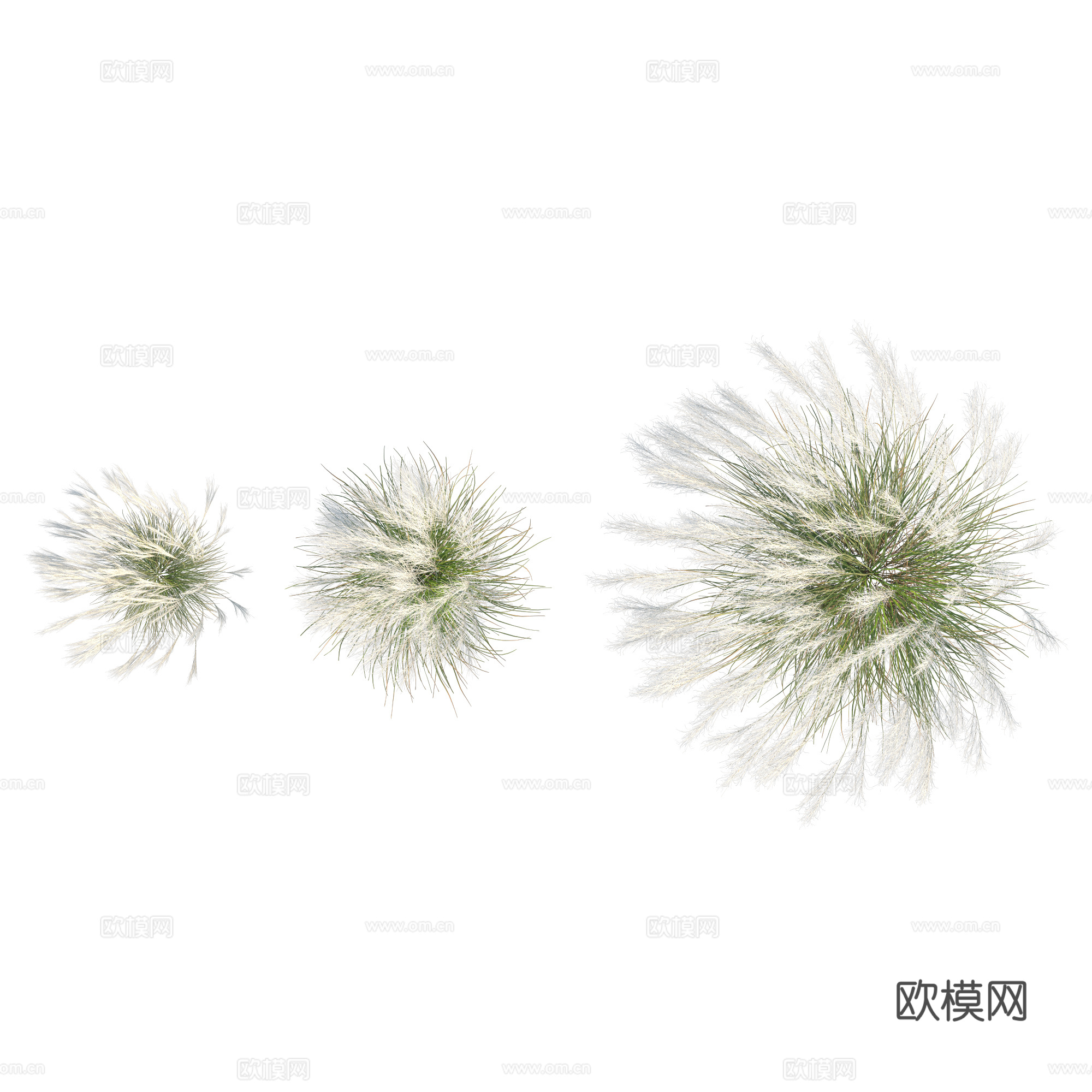 现代植物PNG免抠下载