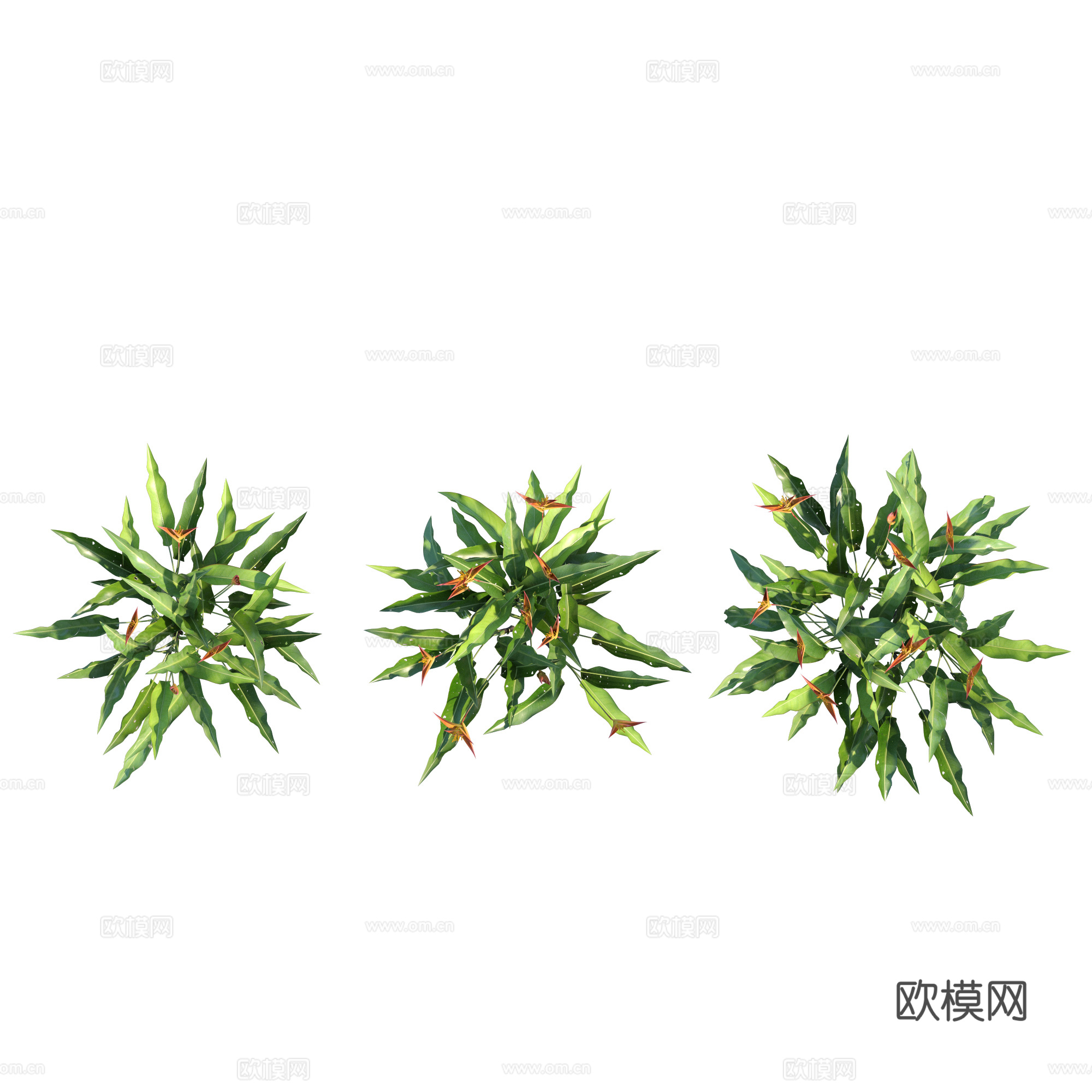 现代植物PNG免抠