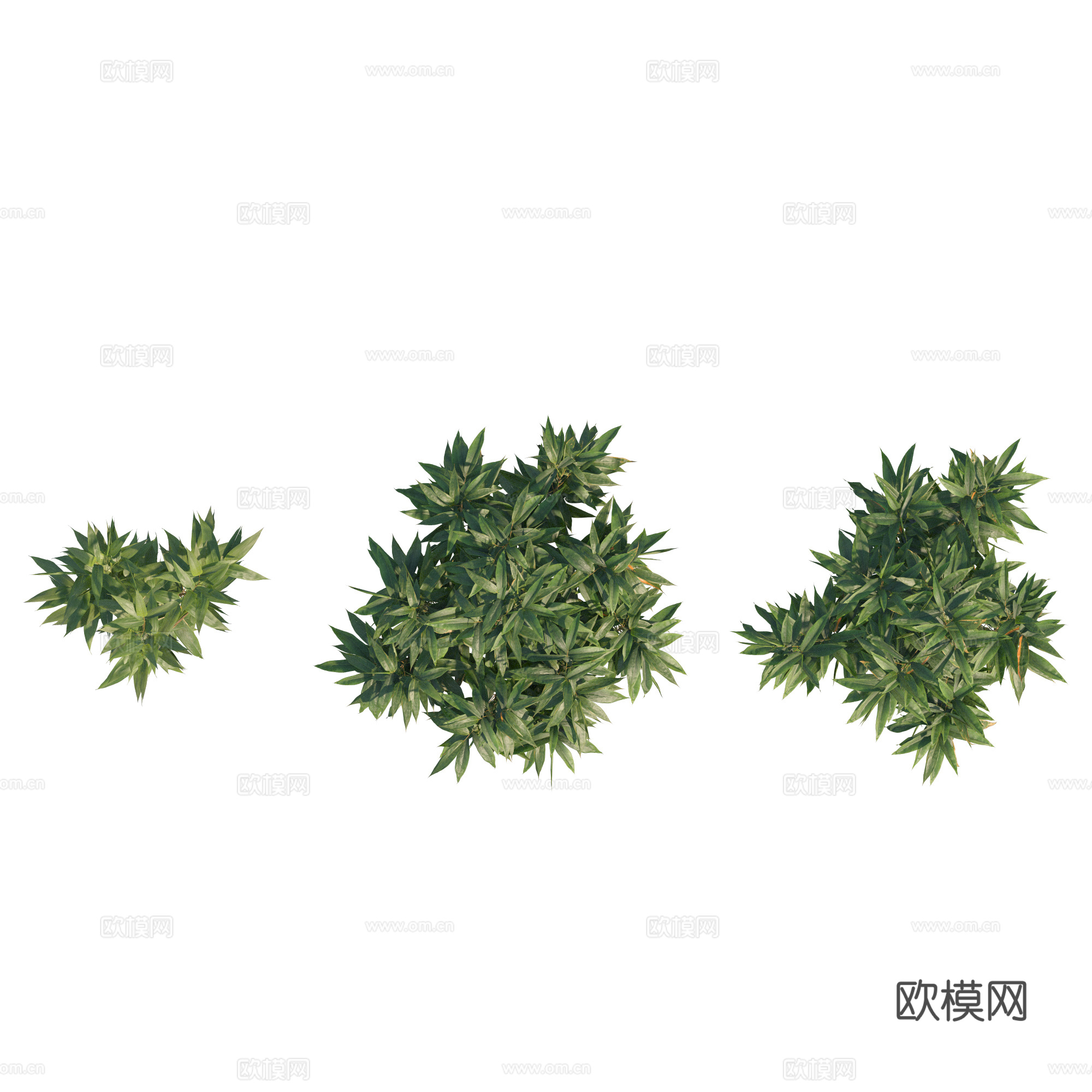 现代植物PNG免抠