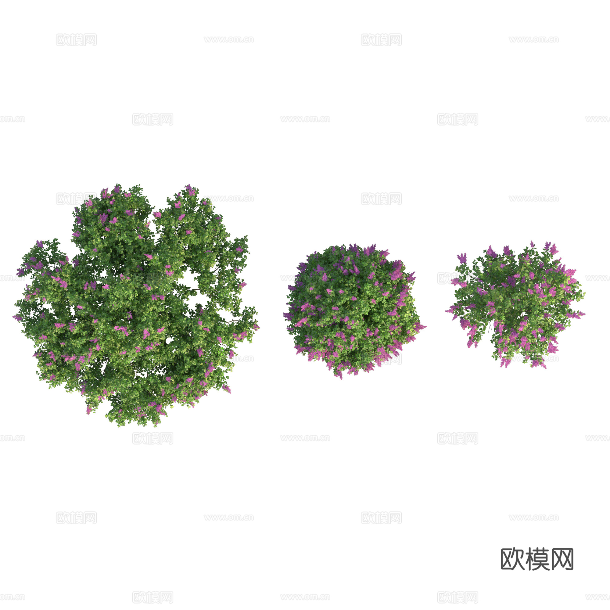 现代植物PNG免抠下载