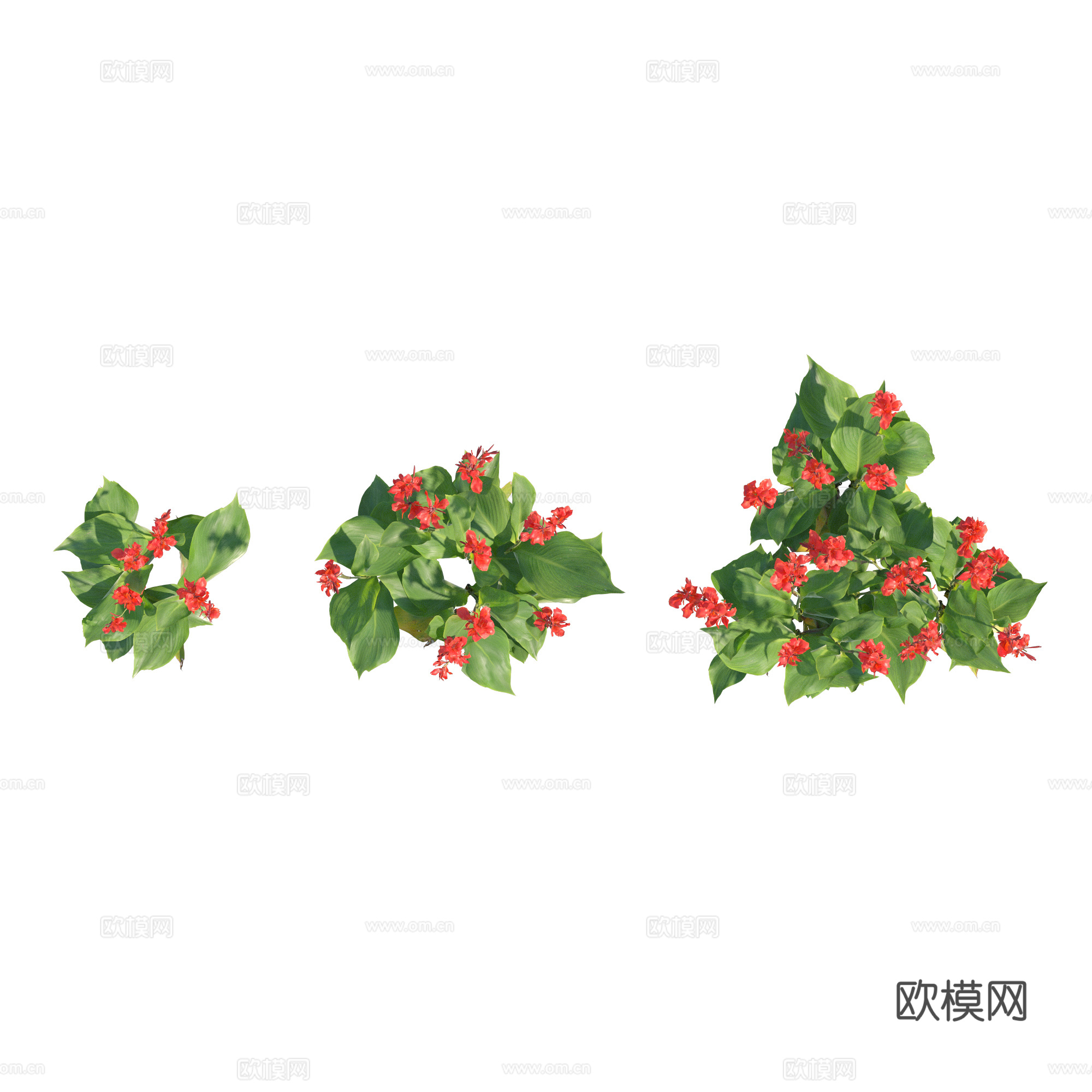 现代植物PNG免抠