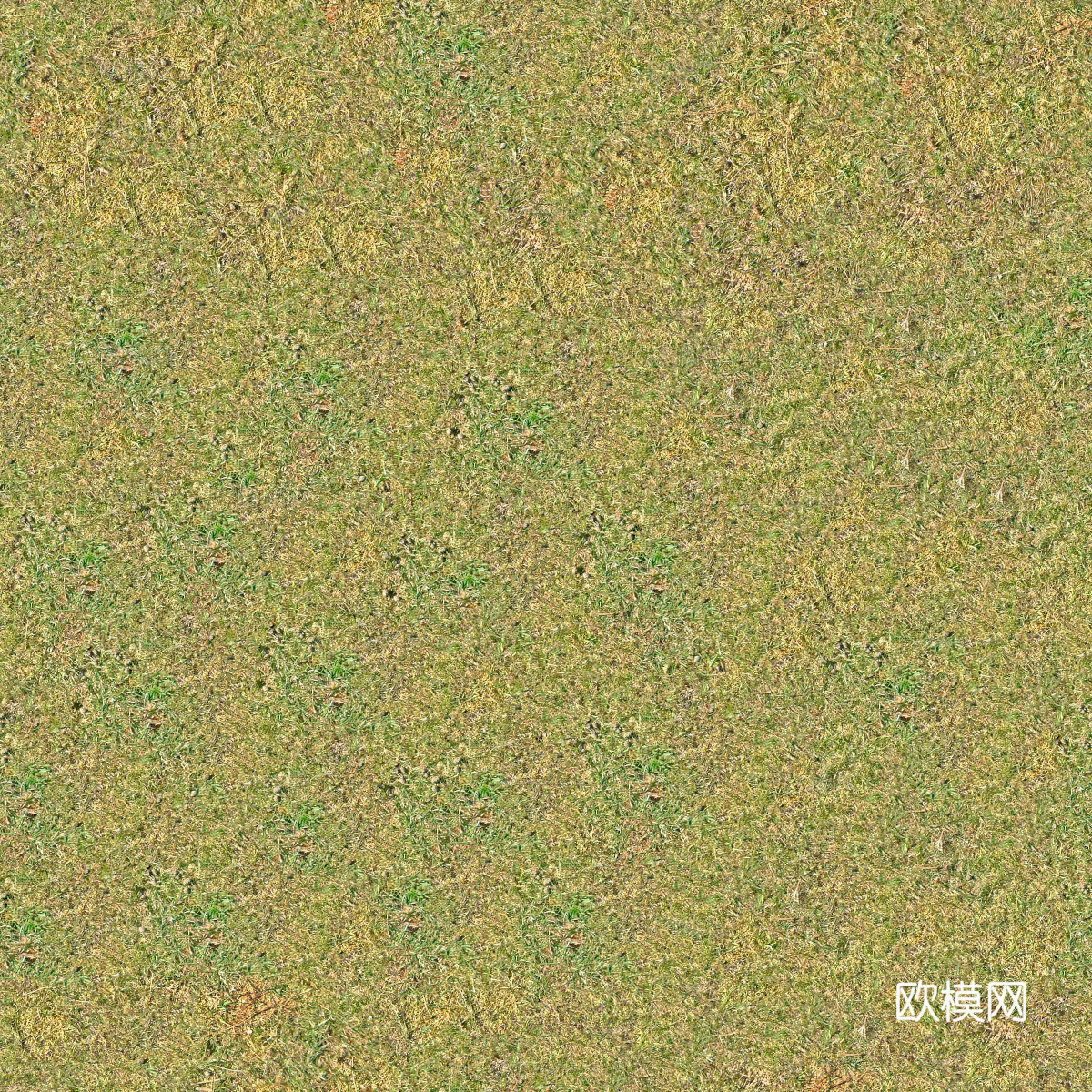 真实质感草地草坡绿地肌理纹理78