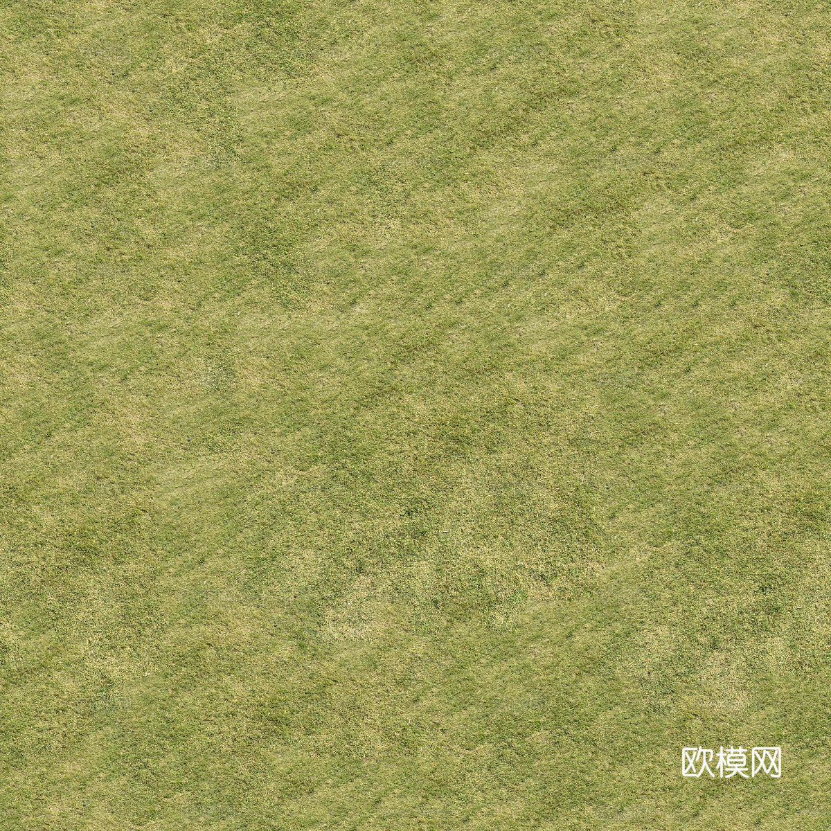 真实质感草地草坡绿地肌理纹理4