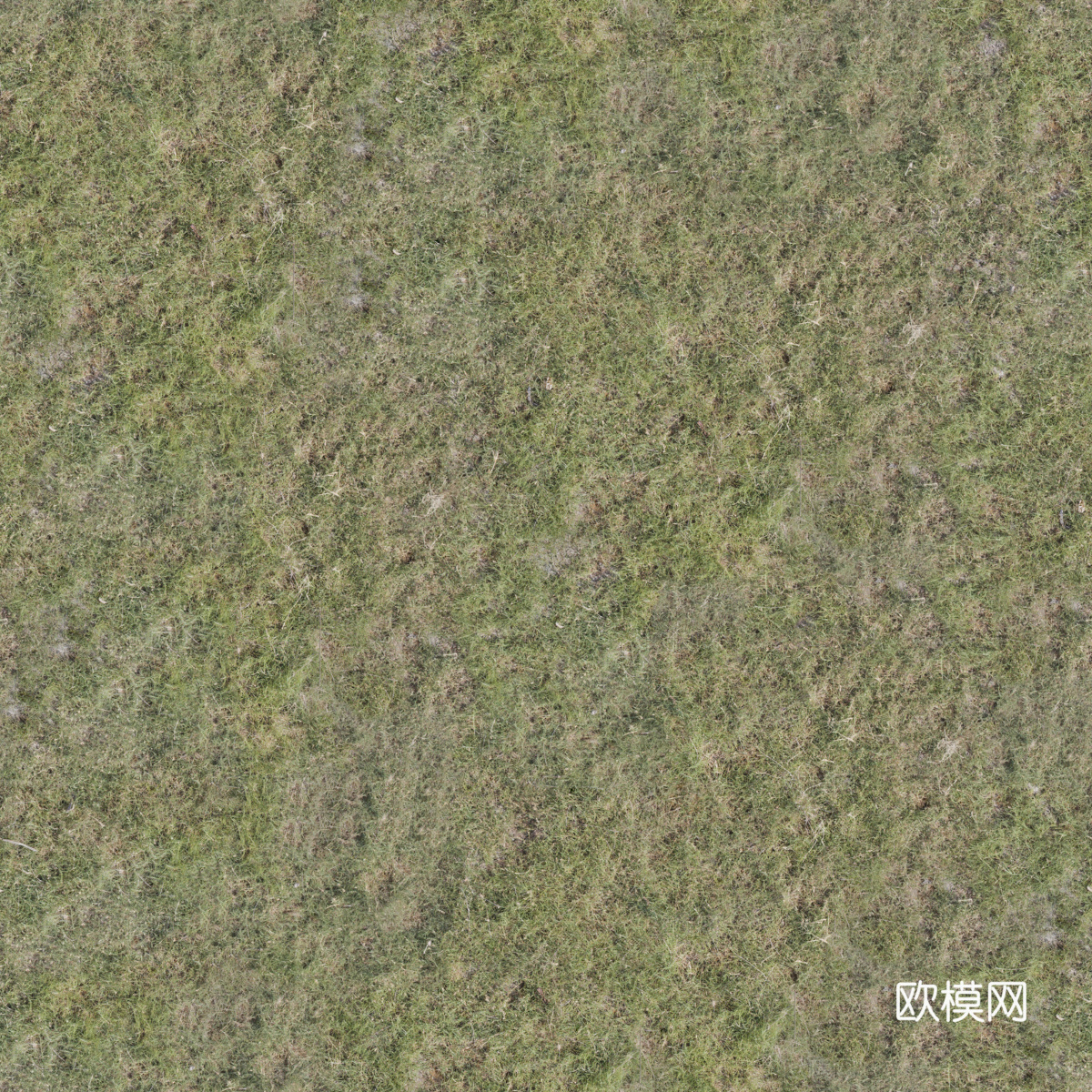 真实质感草地草坡绿地肌理纹理192