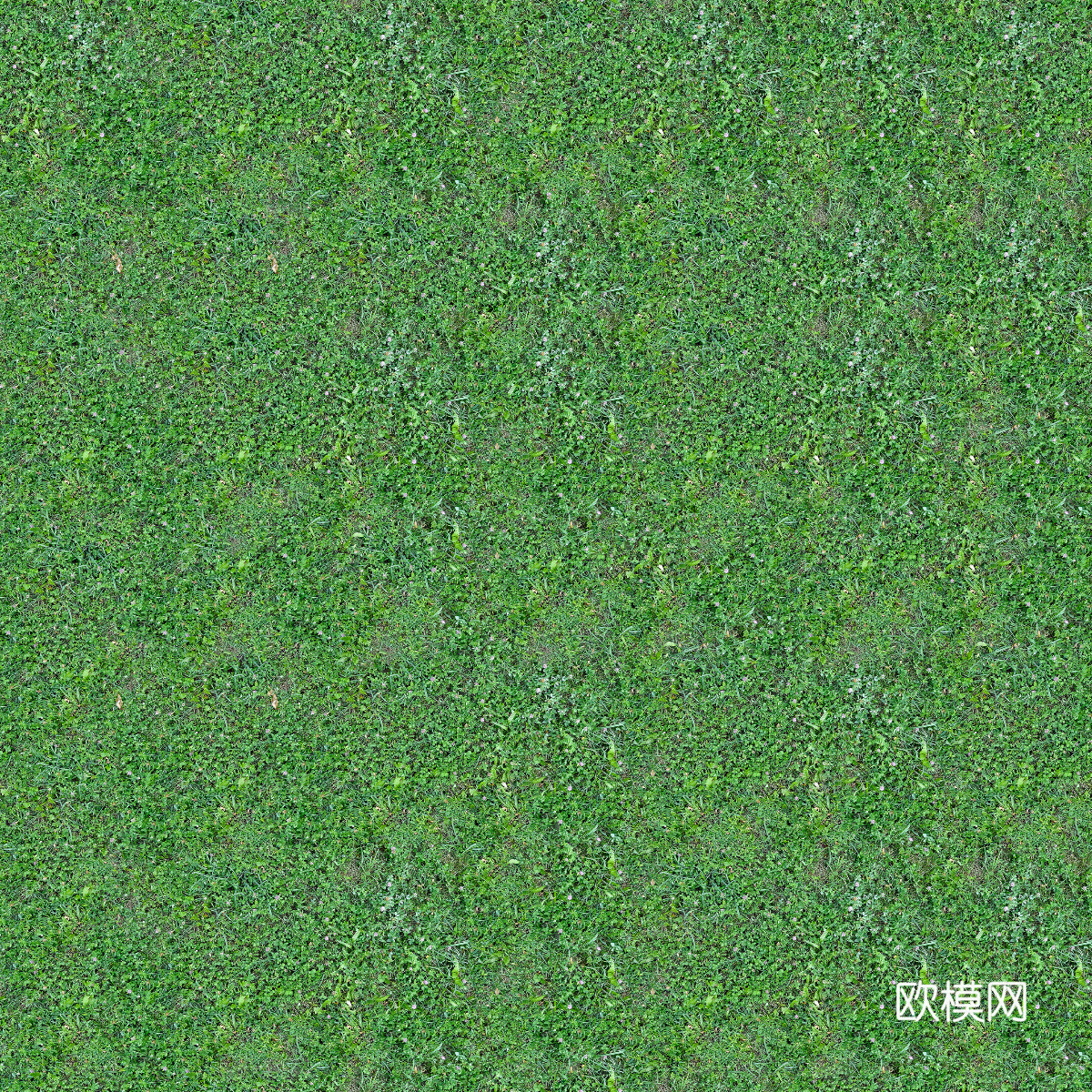 真实质感草地草坡绿地肌理纹理111