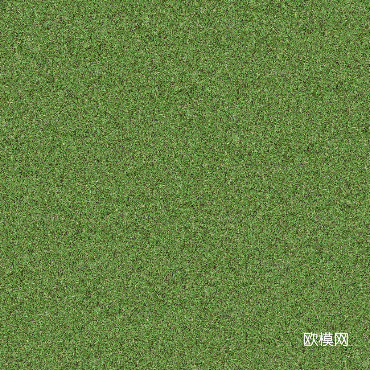 真实质感草地草坡绿地肌理纹理6