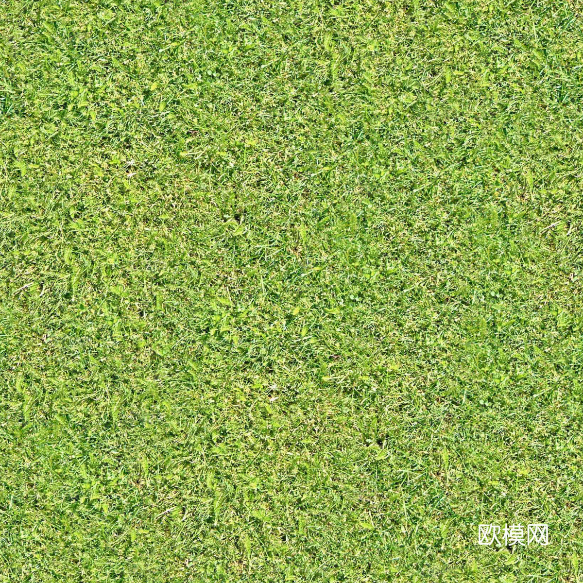 真实质感草地草坡绿地肌理纹理58