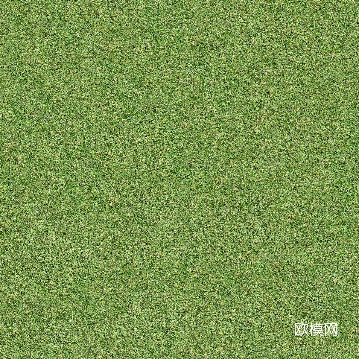 真实质感草地草坡绿地肌理纹理39