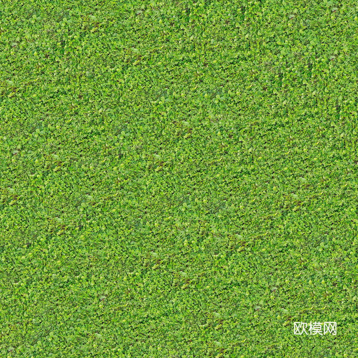真实质感草地草坡绿地肌理纹理116