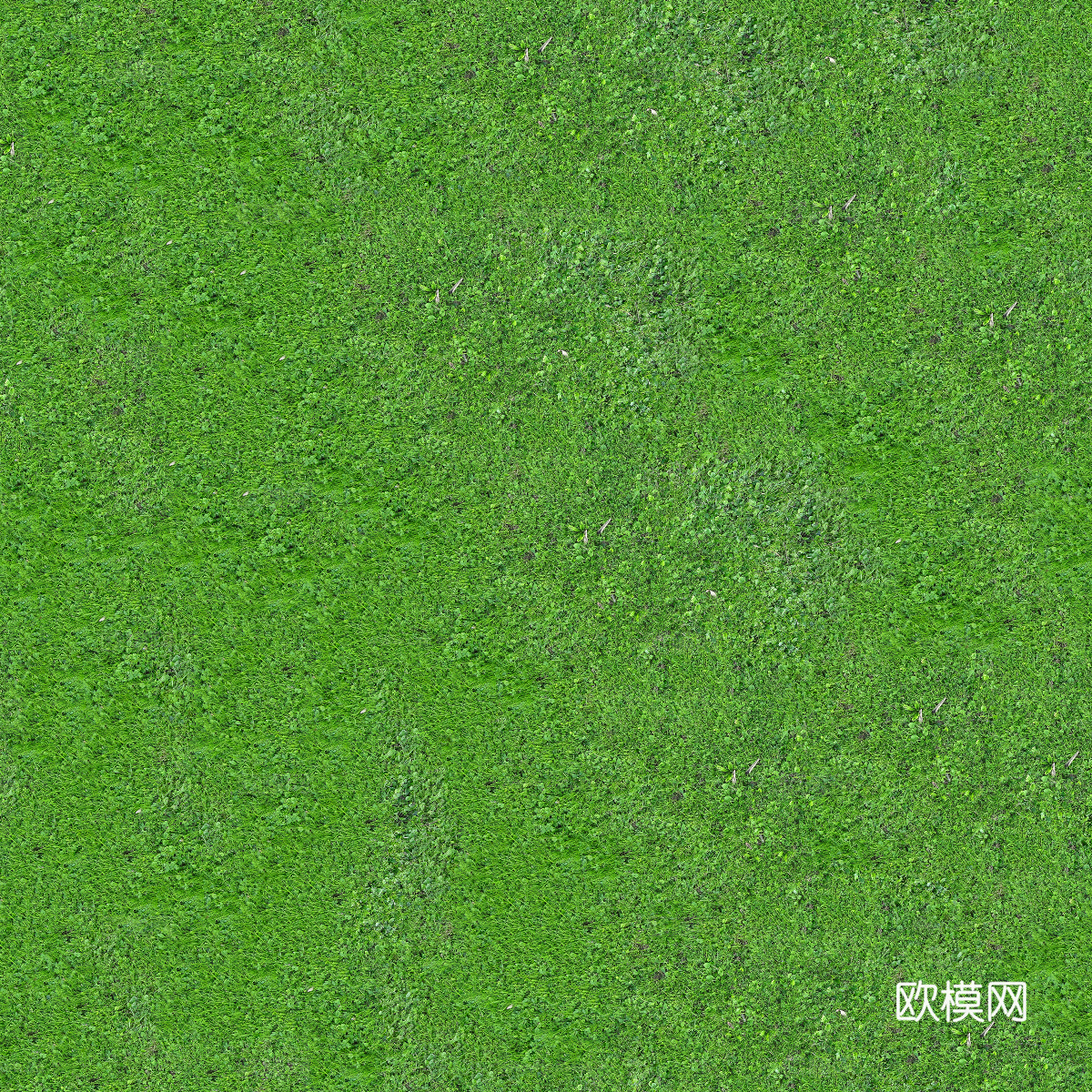 真实质感草地草坡绿地肌理纹理107