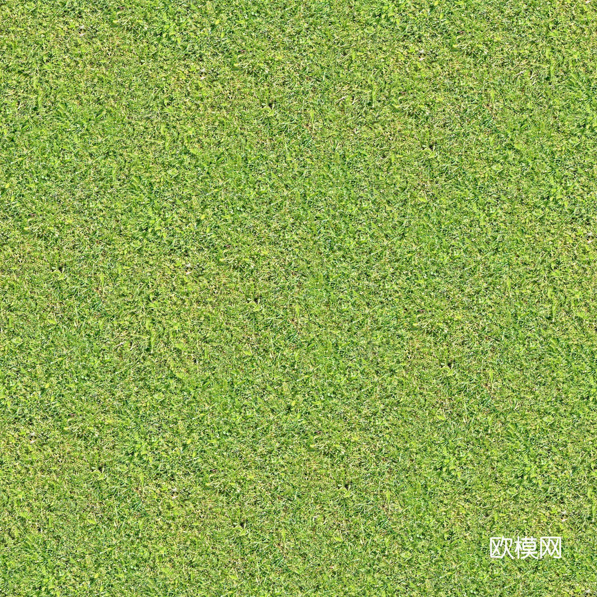 真实质感草地草坡绿地肌理纹理59