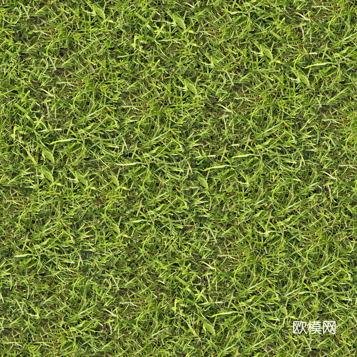 真实质感草地草坡绿地肌理纹理89