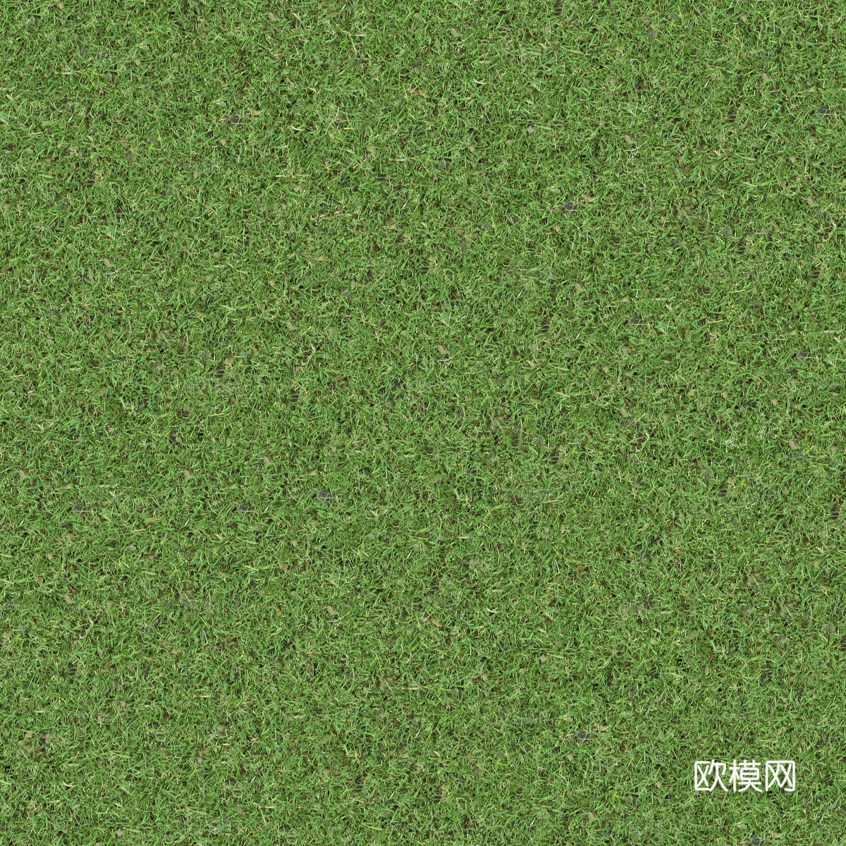 真实质感草地草坡绿地肌理纹理5