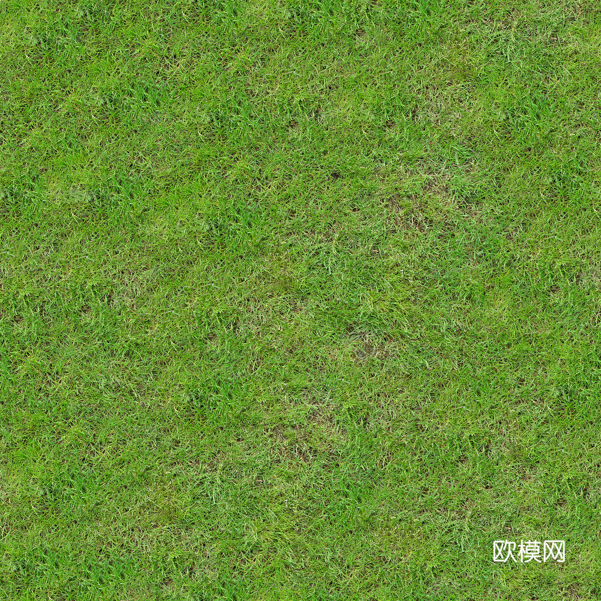 真实质感草地草坡绿地肌理纹理37