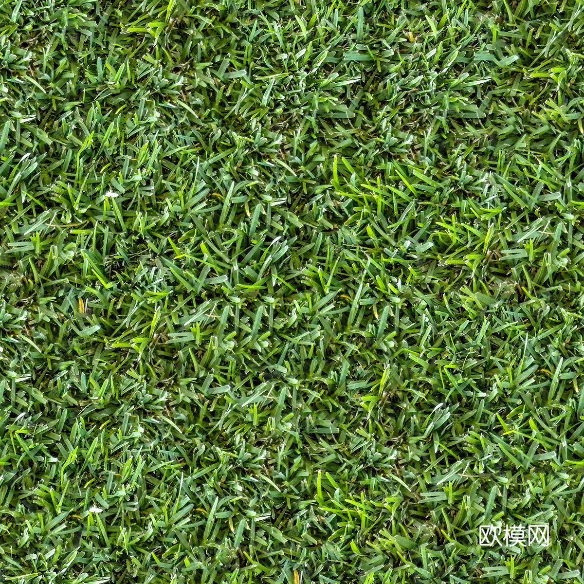 真实质感草地草坡绿地肌理纹理114