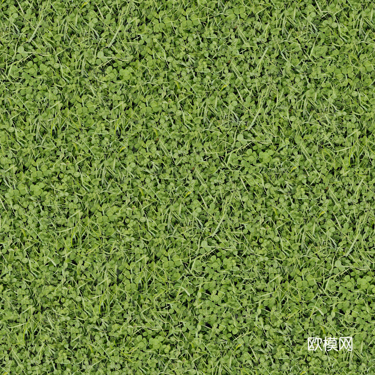 真实质感草地草坡绿地肌理纹理43