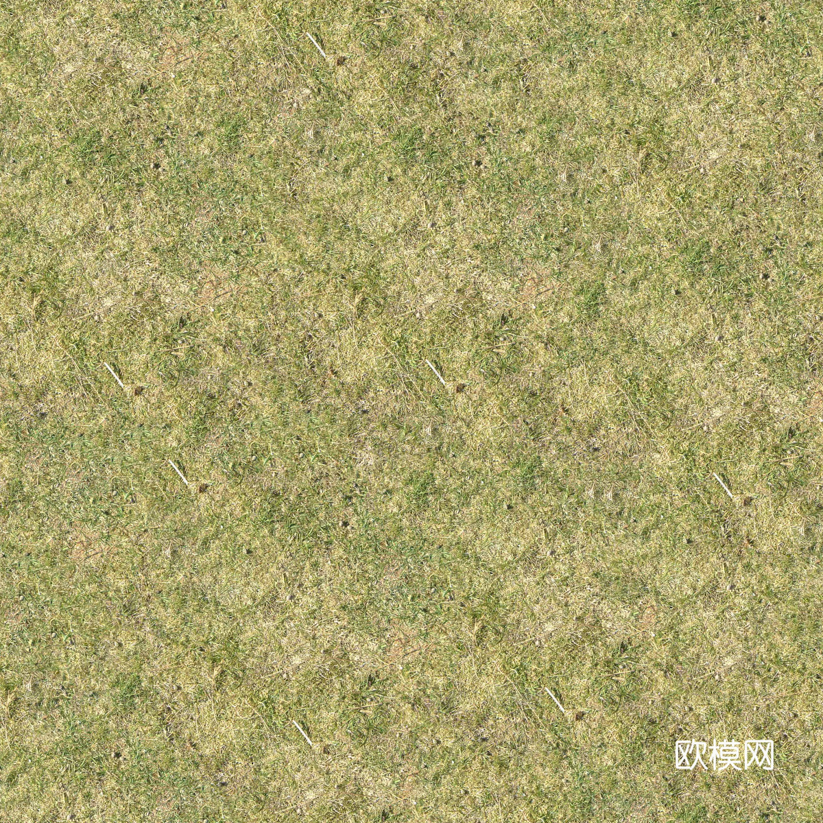 真实质感草地草坡绿地肌理纹理61