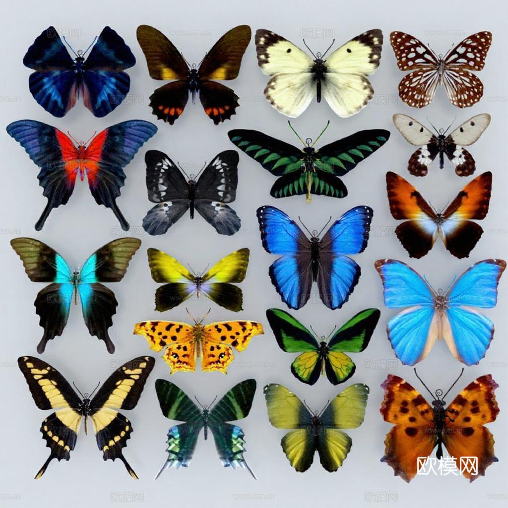 蝴蝶标本收藏 生物多样性科学艺术展示 自然教育昆虫标本装饰 博物馆展览级蝴蝶展板设计免费3d模型