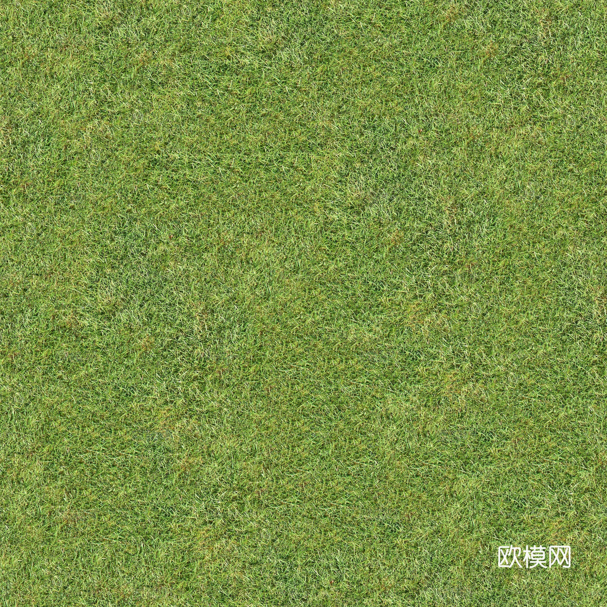 真实质感草地草坡绿地肌理纹理42