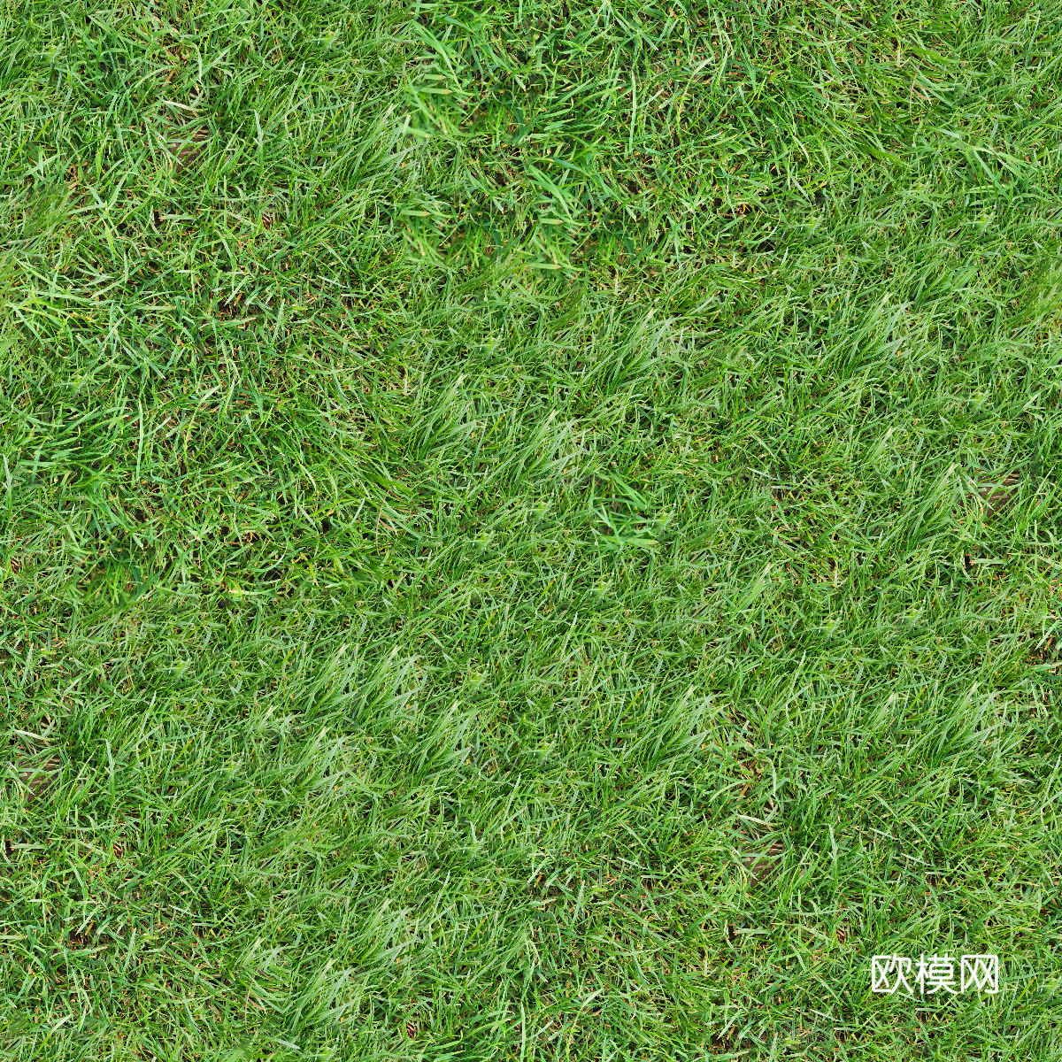 真实质感草地草坡绿地肌理纹理16